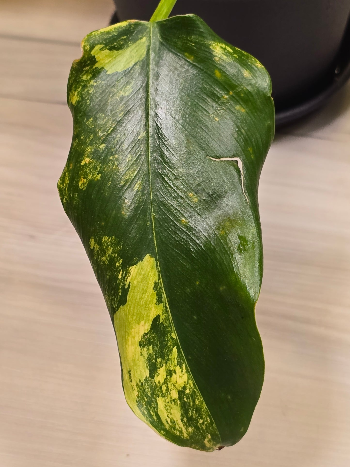 Philodendron Domesticum Variegated #8