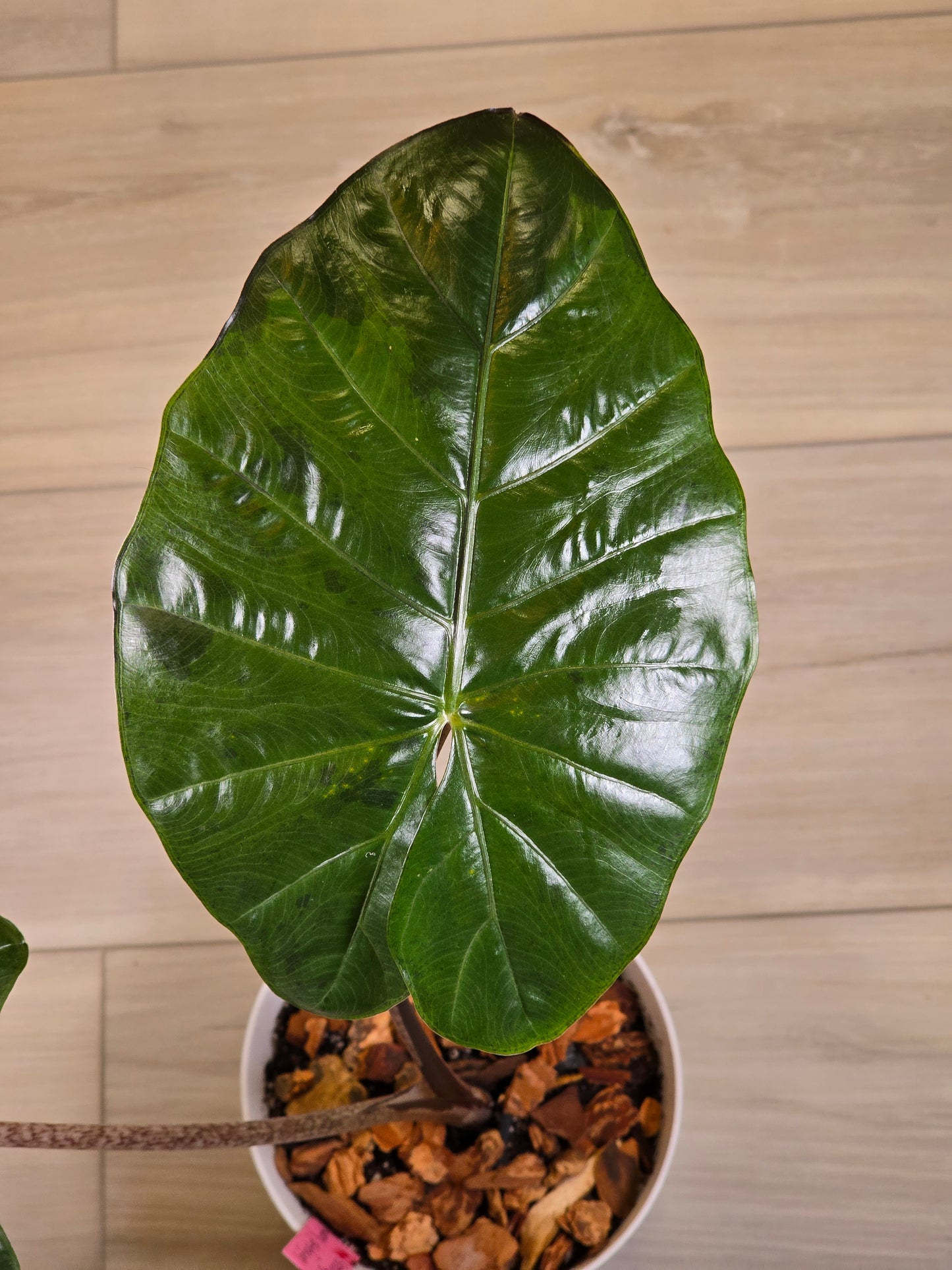 Alocasia Yucatan Princess #144