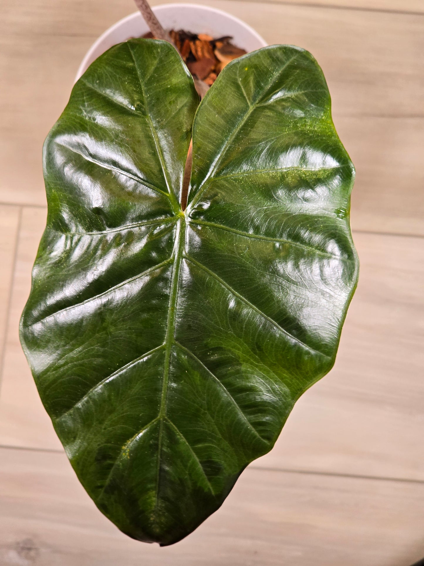 Alocasia Yucatan Princess #144