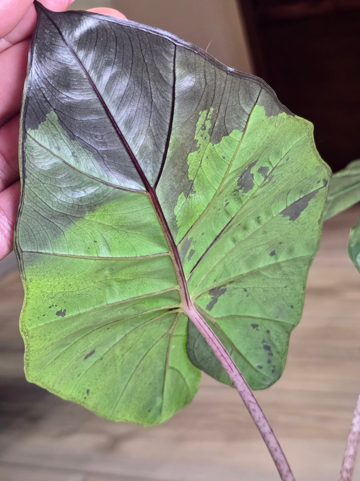 Alocasia Yucatan Princess #144