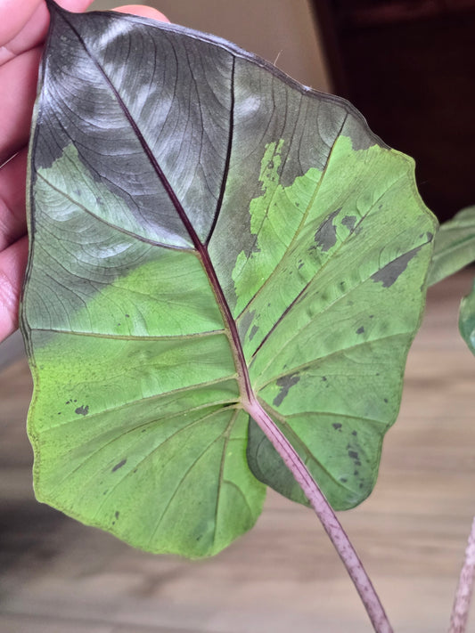 Alocasia Yucatan Princess #144