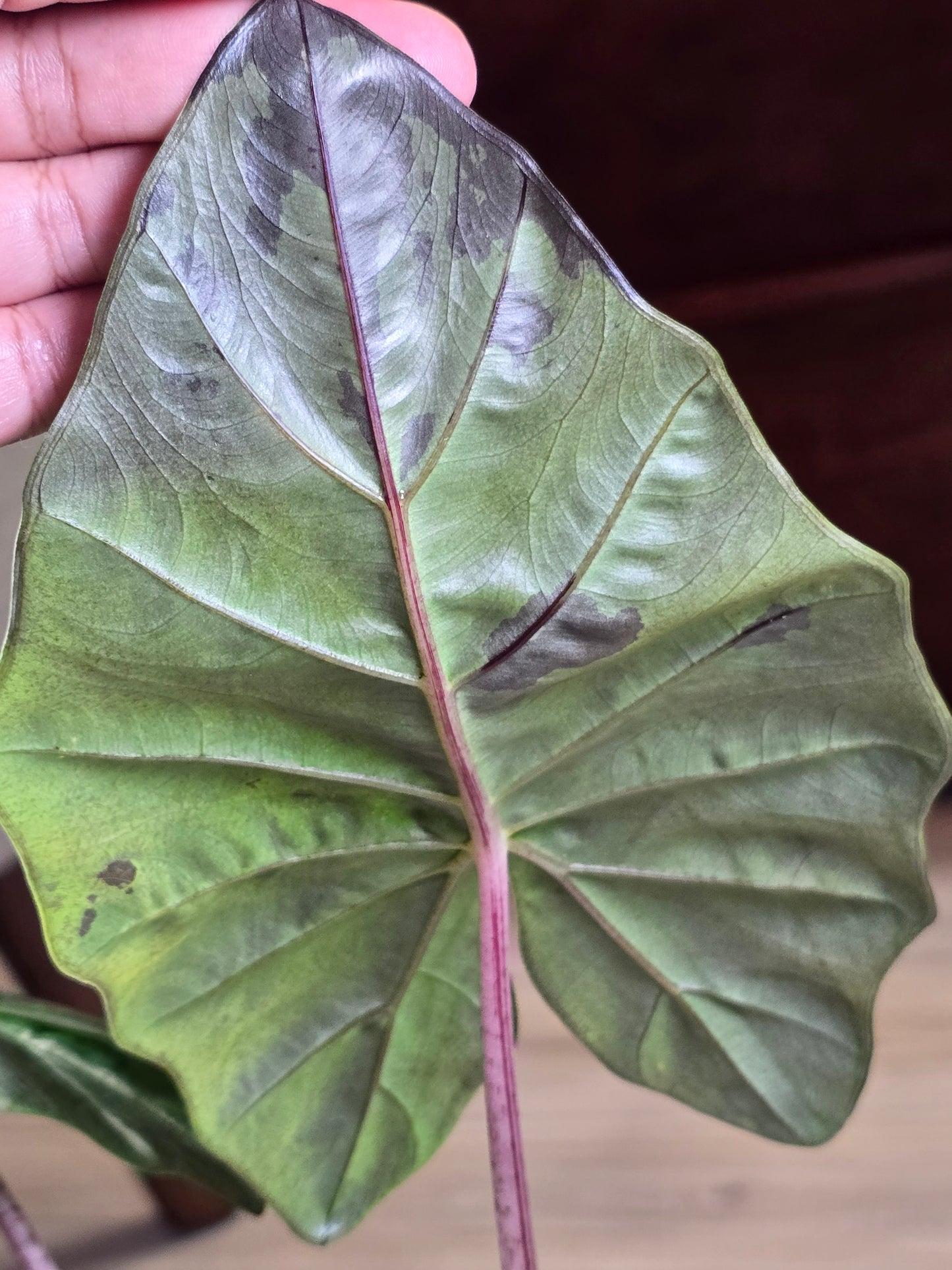 Alocasia Yucatan Princess #144