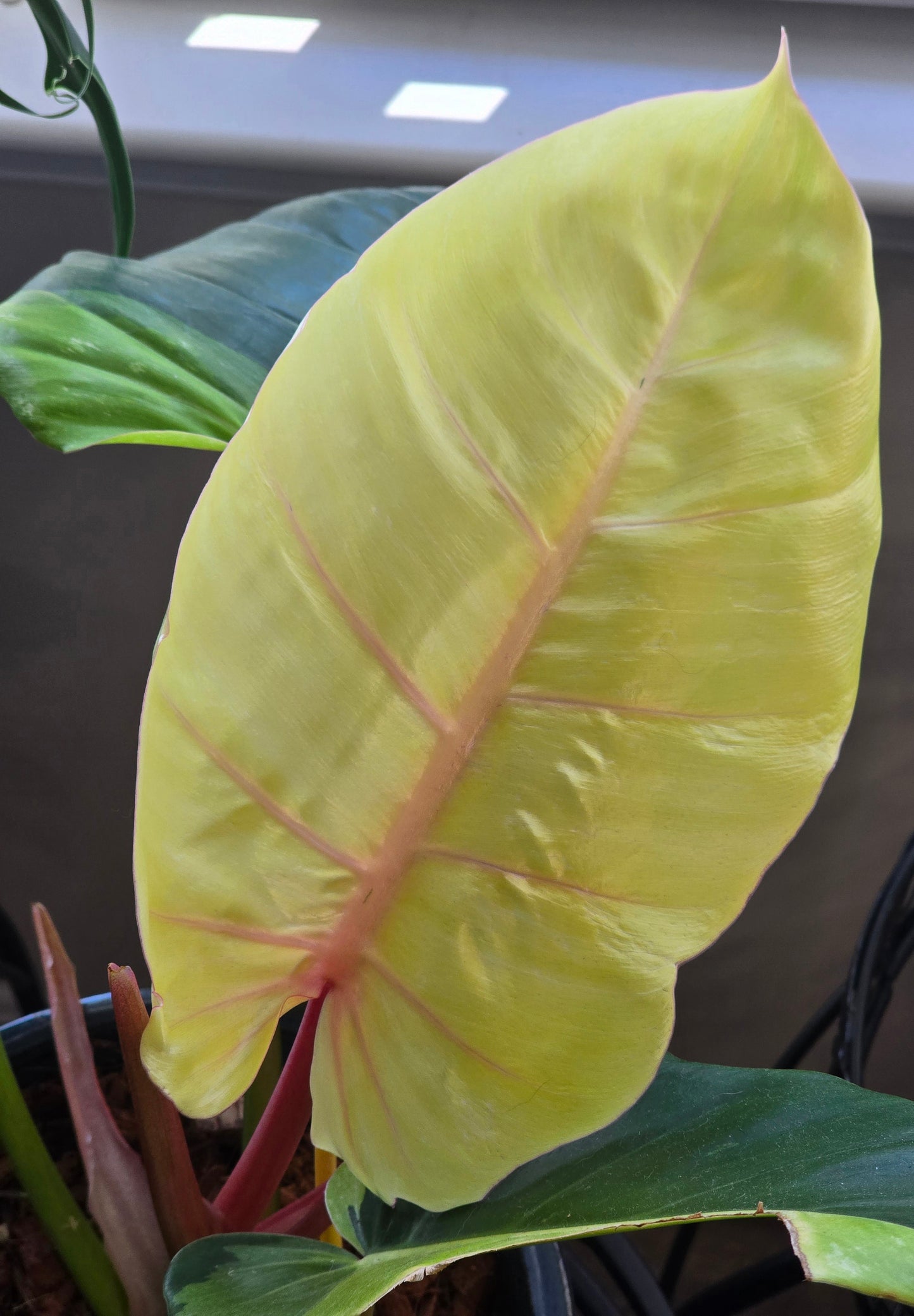 Philodendron Jungle Fever Variegated