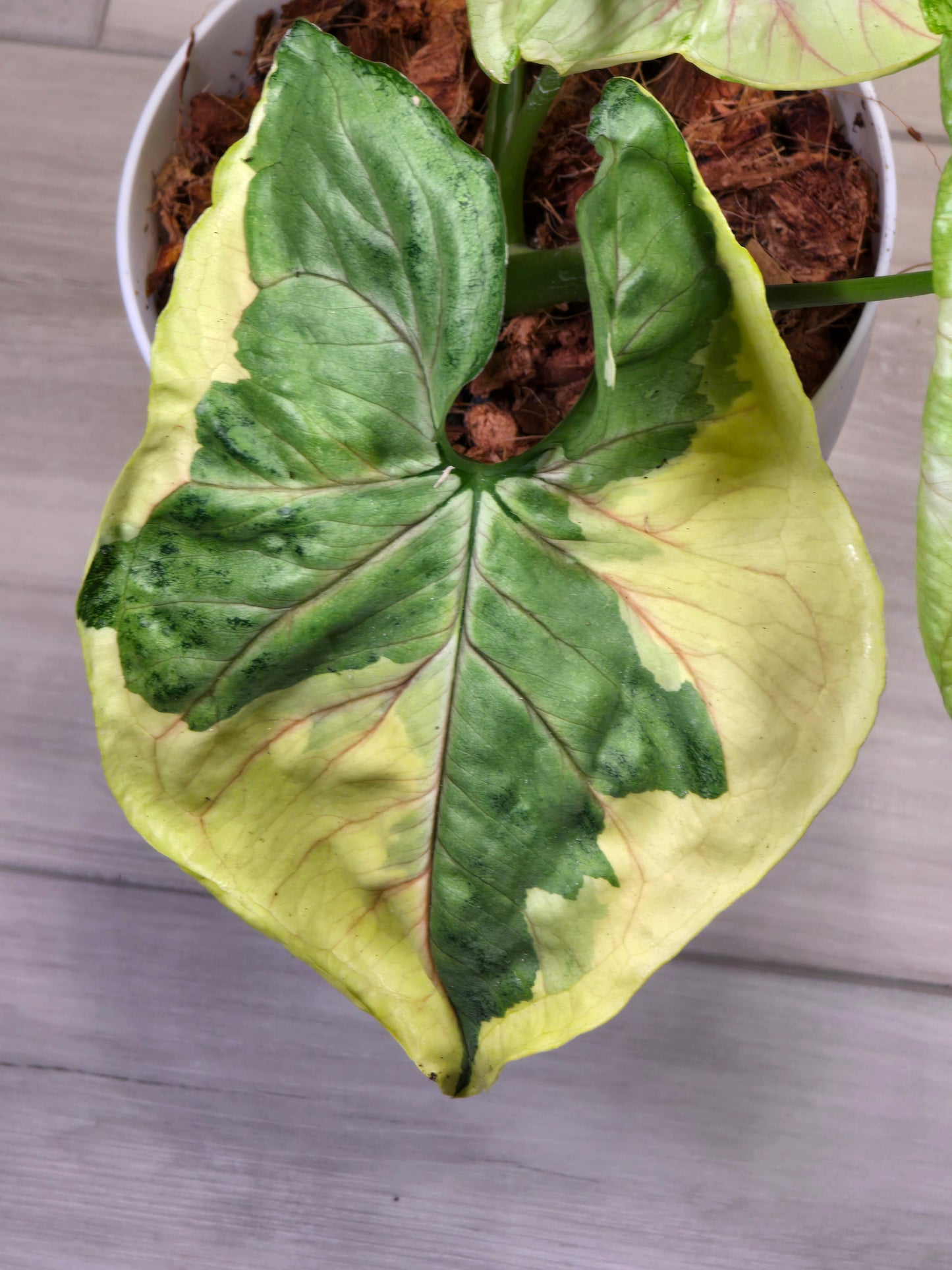 Syngonium Orm Thong, 5.5 inch pot