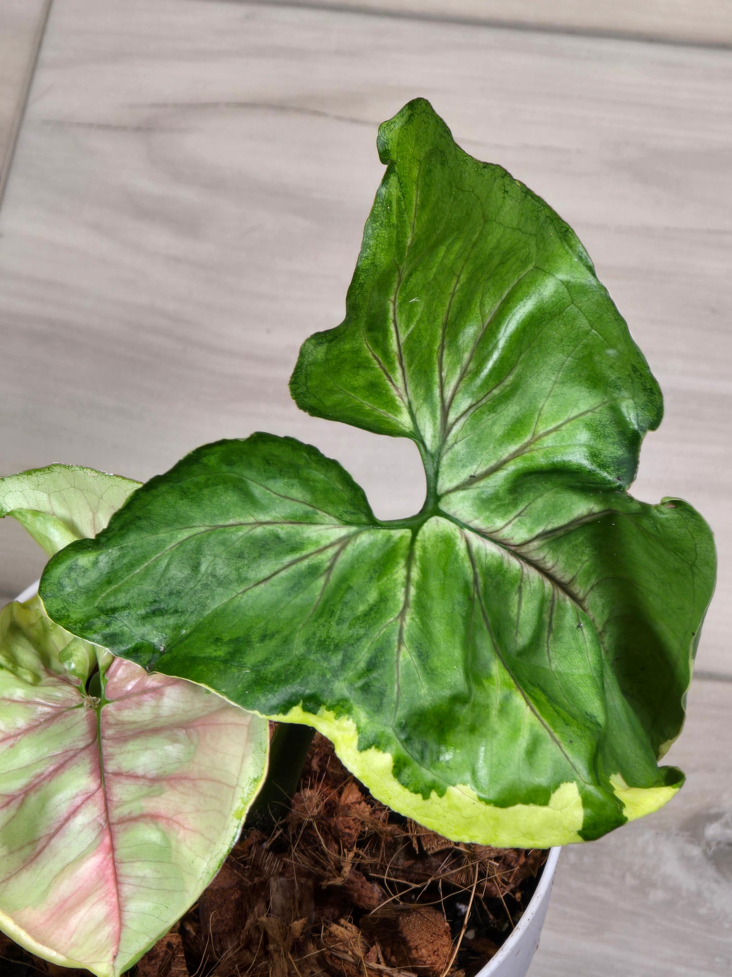 Syngonium Orm Thong, 5.5 inch pot