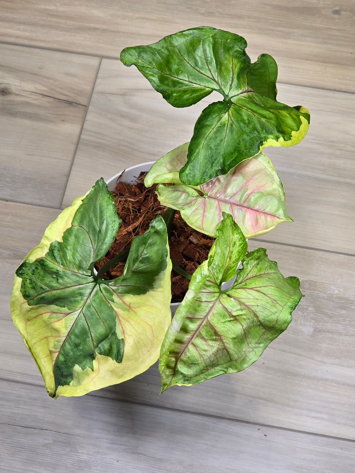 Syngonium Orm Thong, 5.5 inch pot