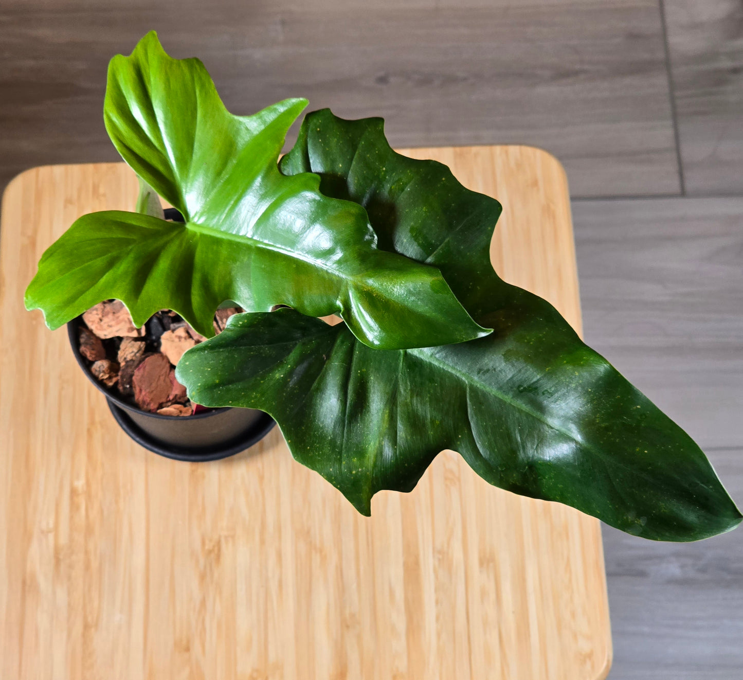 Philodendron Golden Dragon Mint #3