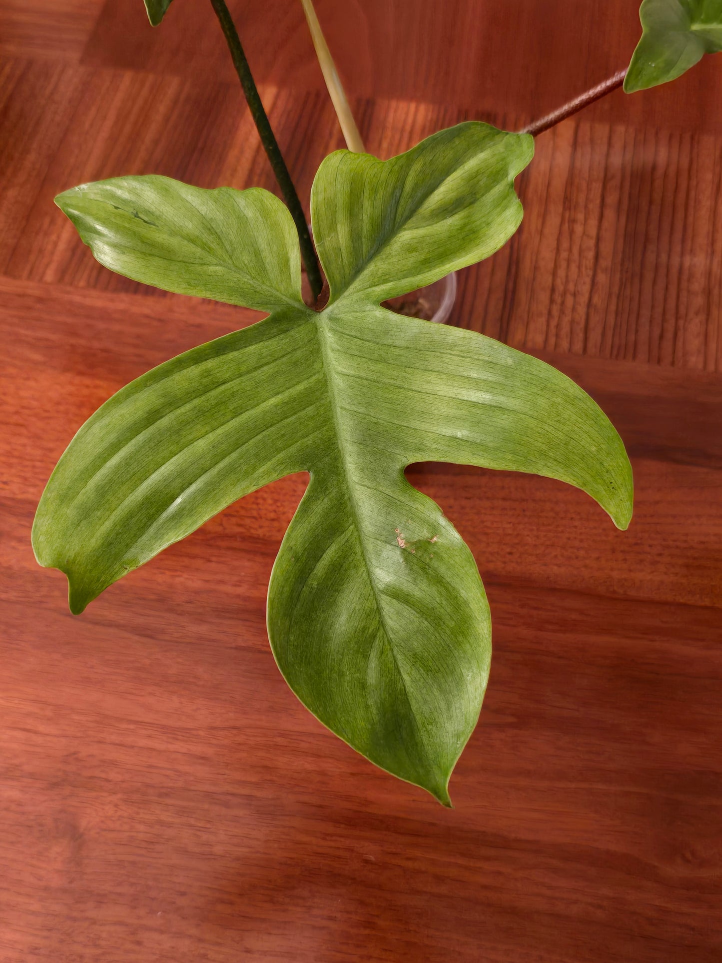 Philodendron Florida Ghost Mint- A