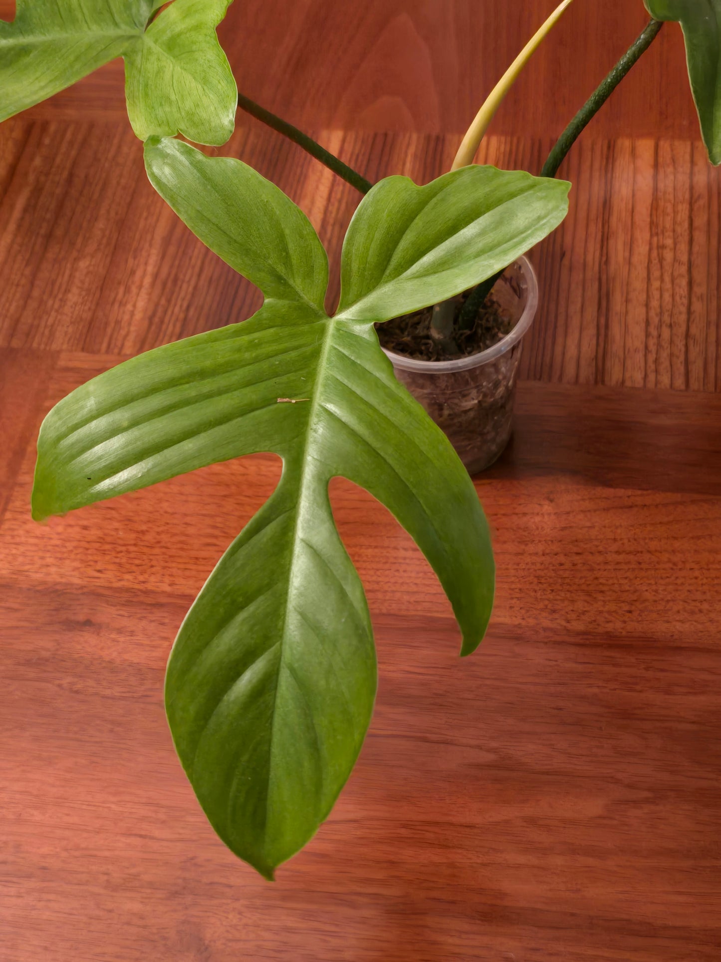 Philodendron Florida Ghost Mint- A