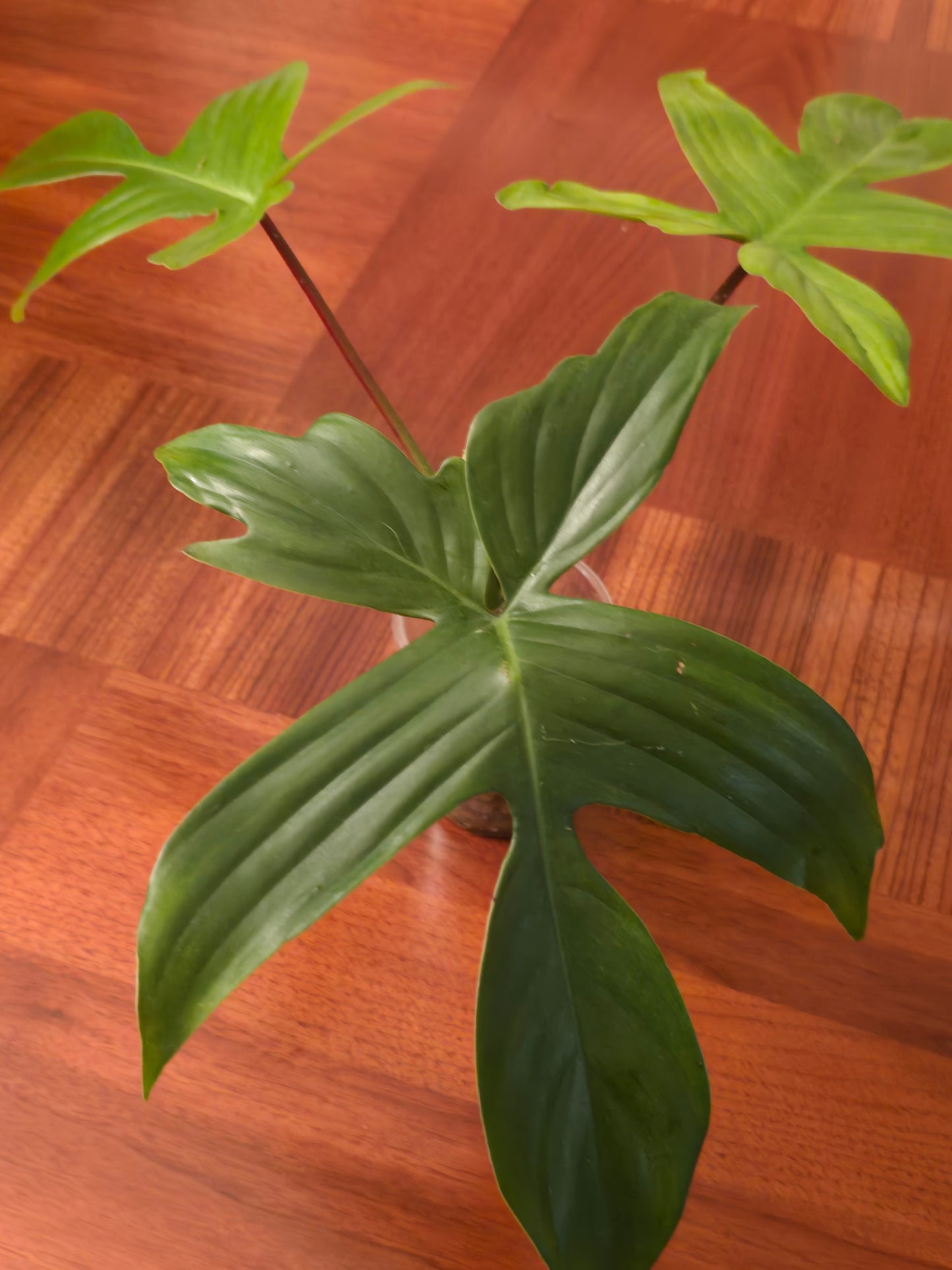 Philodendron Florida Ghost Mint- A