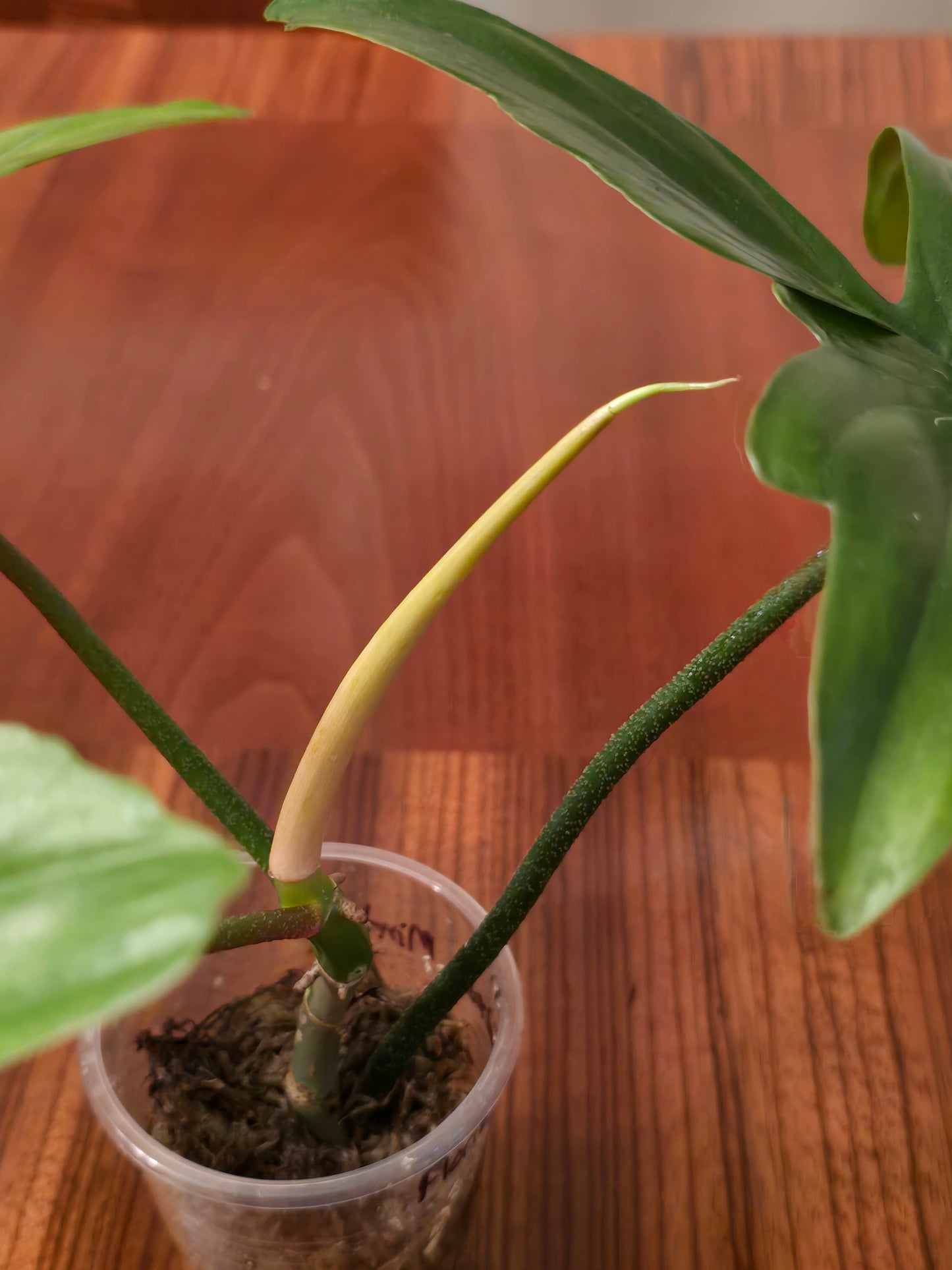 Philodendron Florida Ghost Mint- A