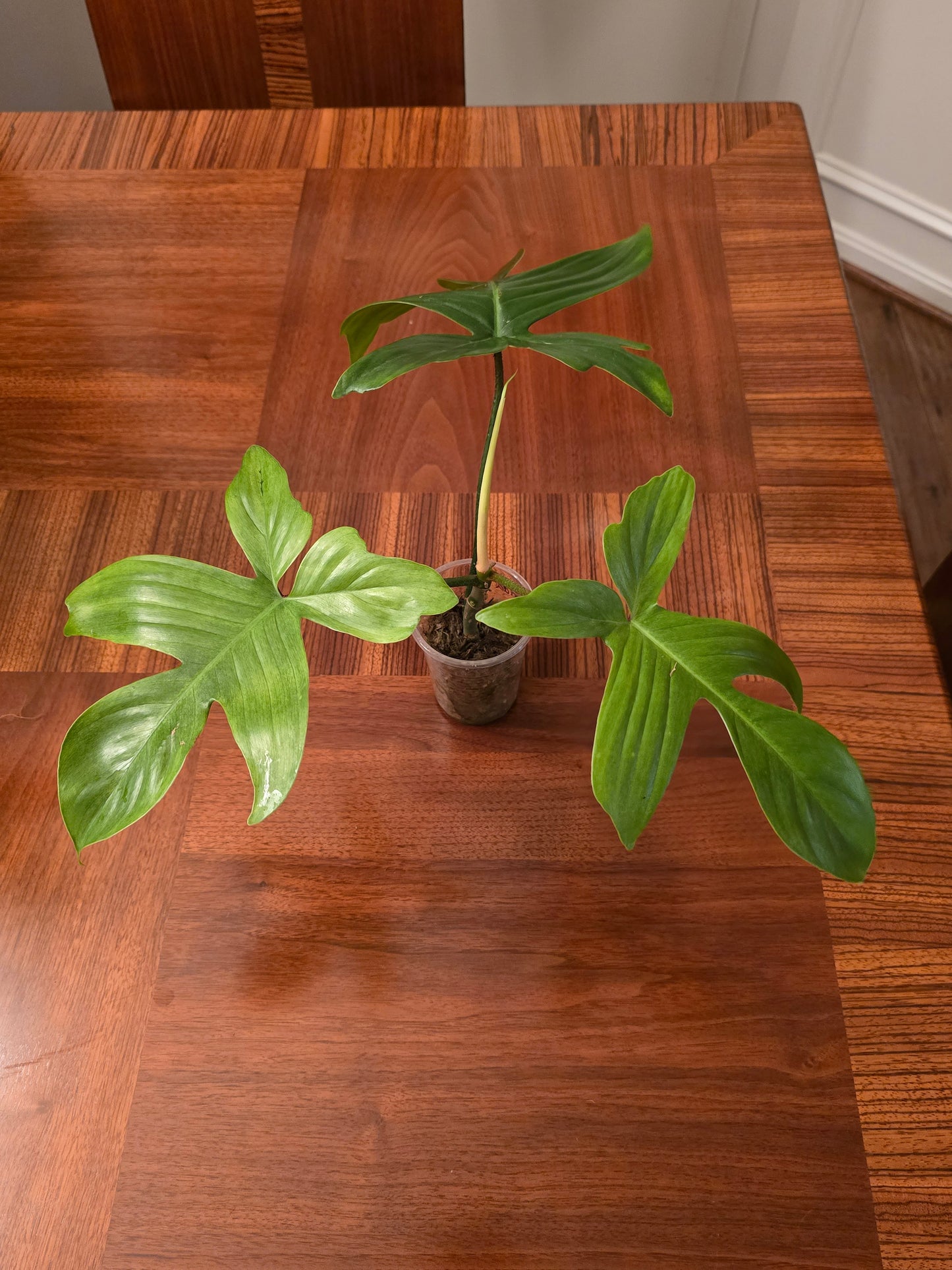 Philodendron Florida Ghost Mint- A