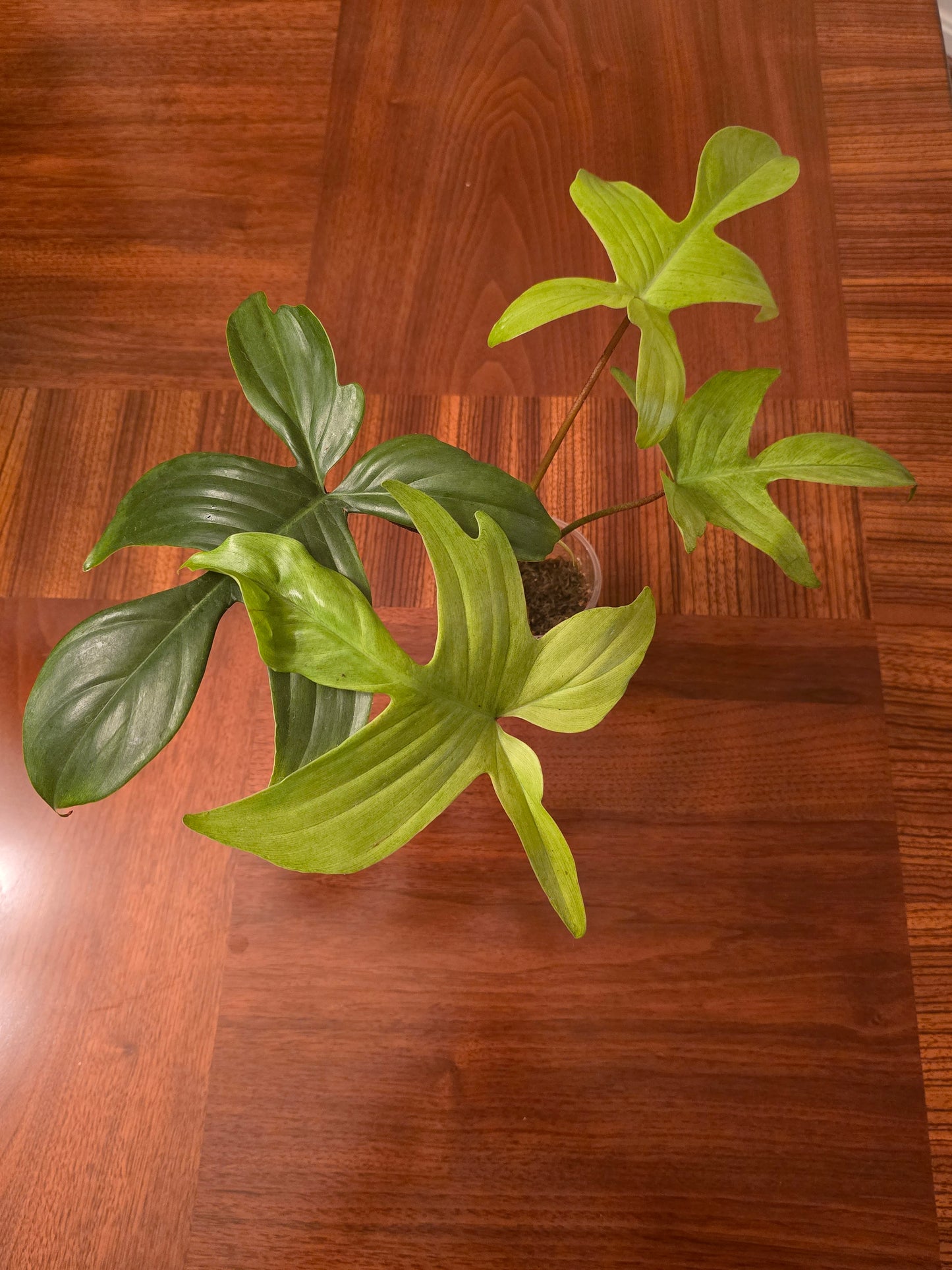 Philodendron Florida Ghost - B