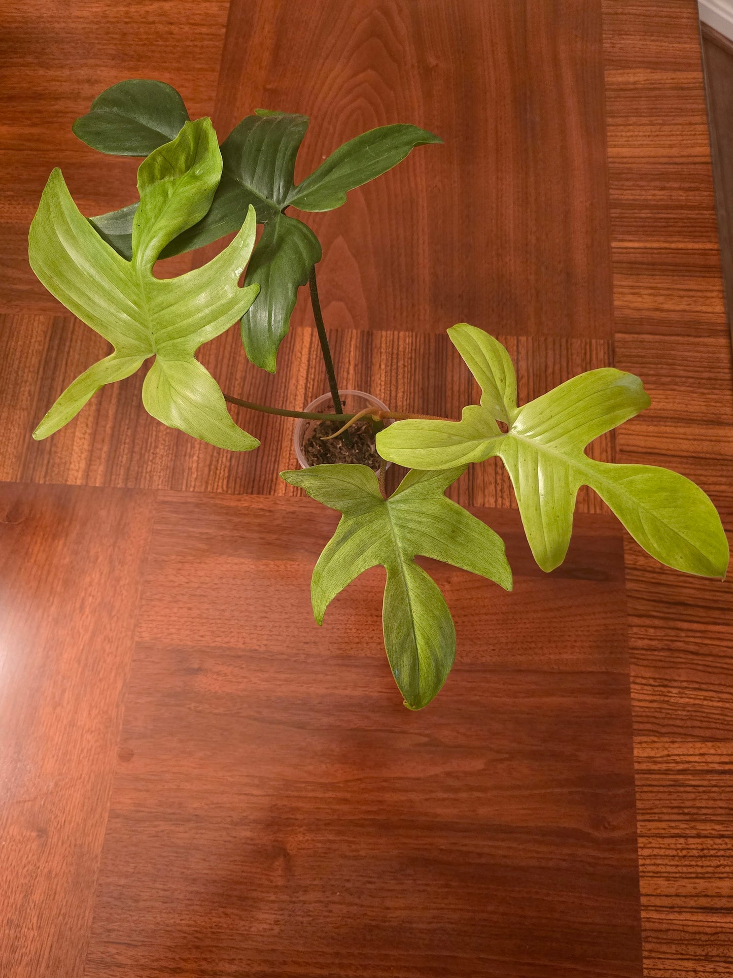 Philodendron Florida Ghost - B