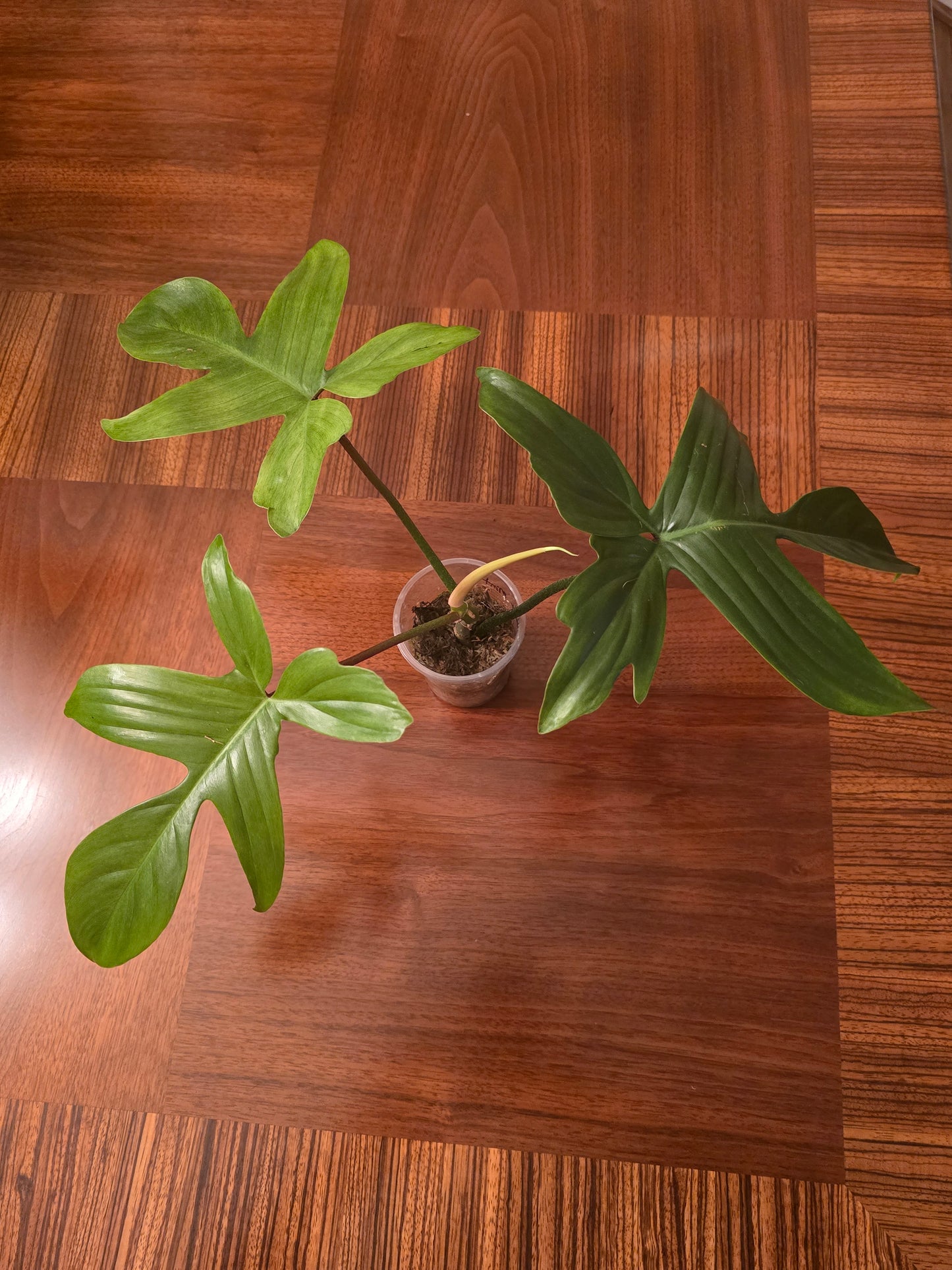 Philodendron Florida Ghost Mint- A