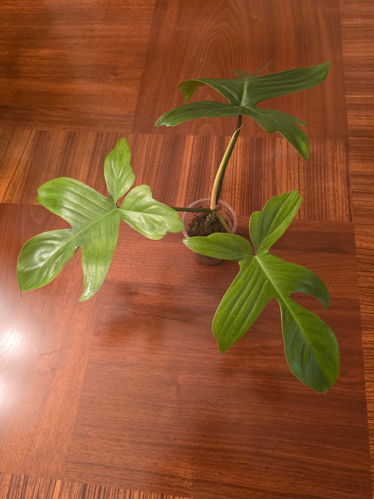 Philodendron Florida Ghost Mint- A