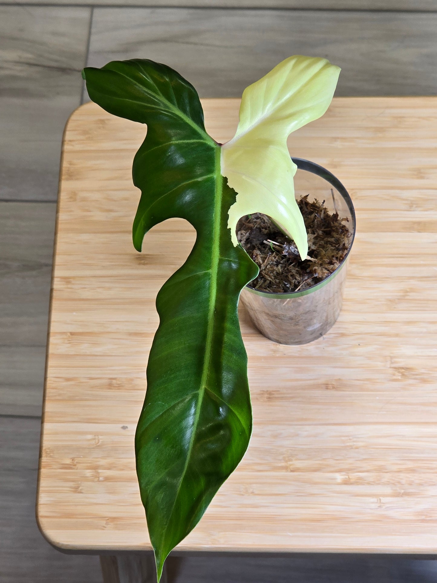 Philodendron Golden Dragon Variegated #1