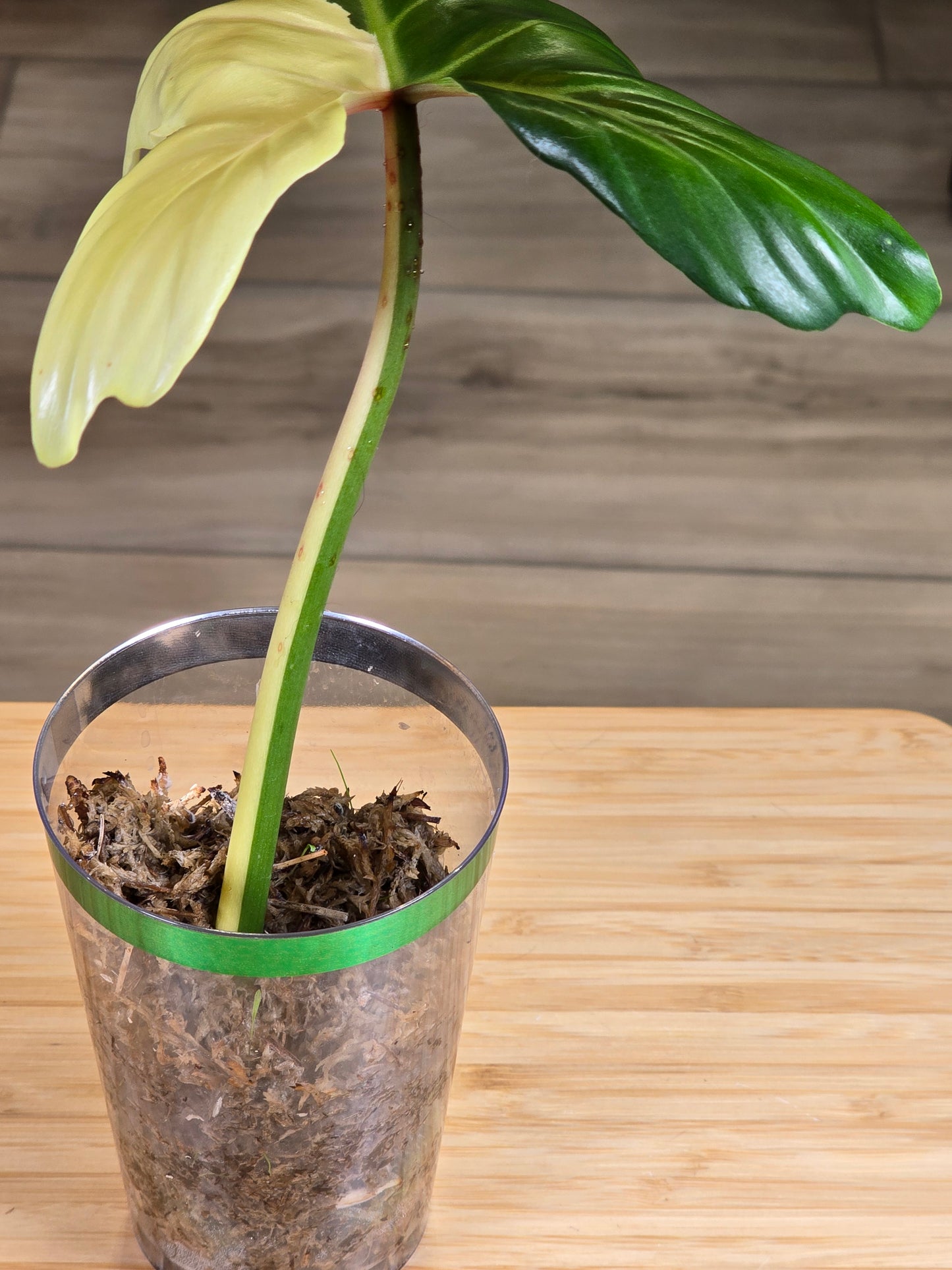 Philodendron Golden Dragon Variegated #1