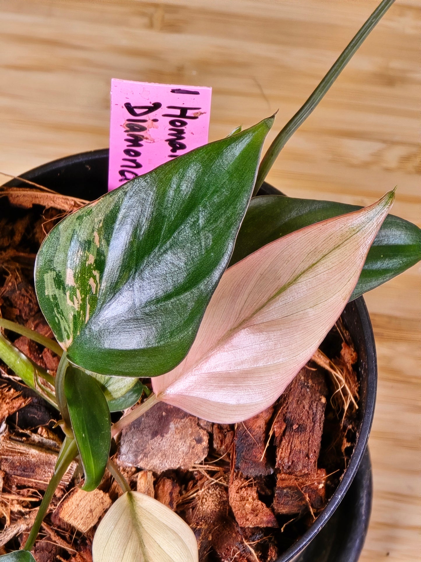 Homalomena Pink Diamond #1