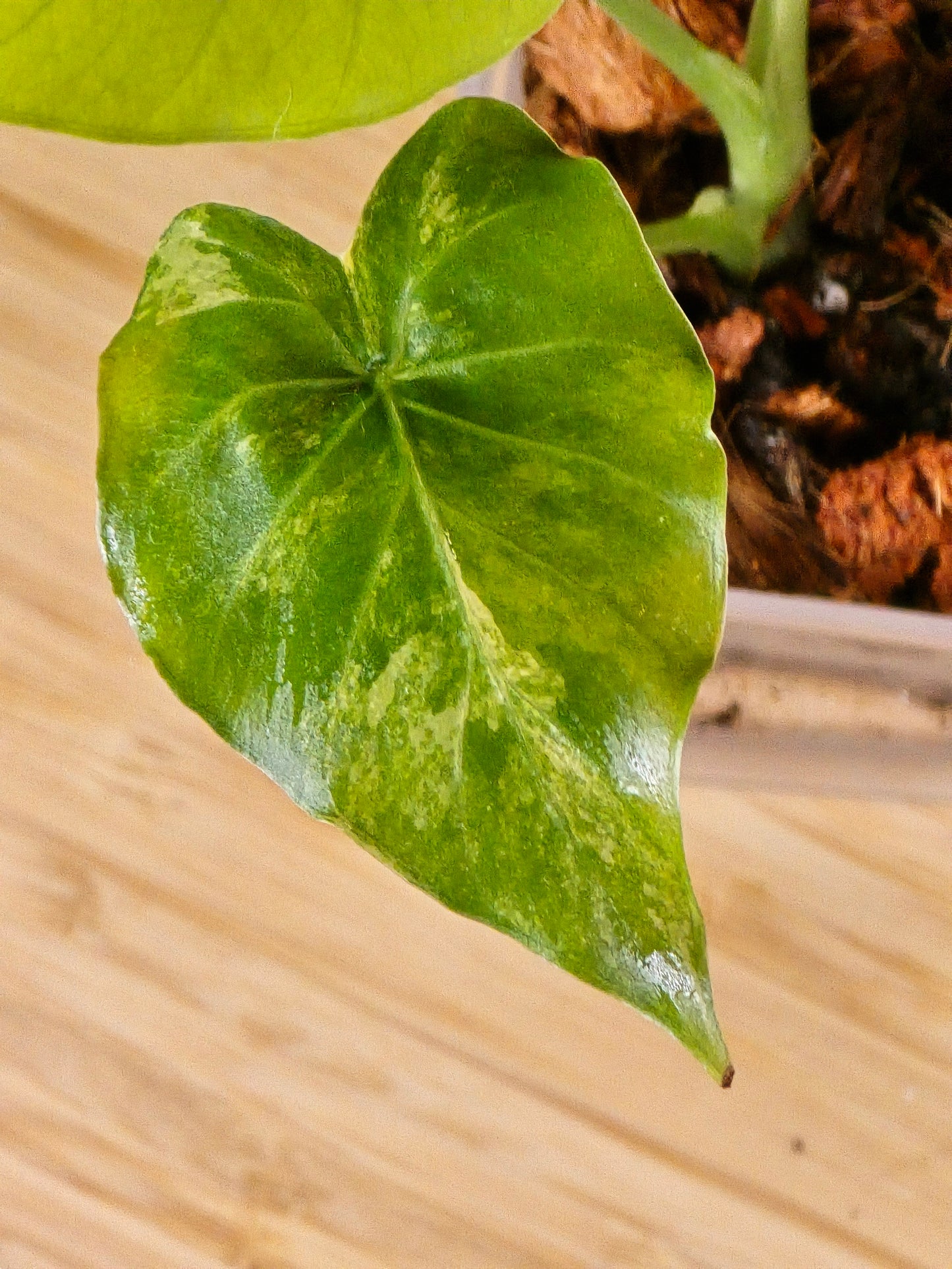 Alocasia Gageana Aurea #1