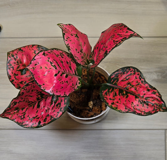 Aglaonema Kamkoon #450