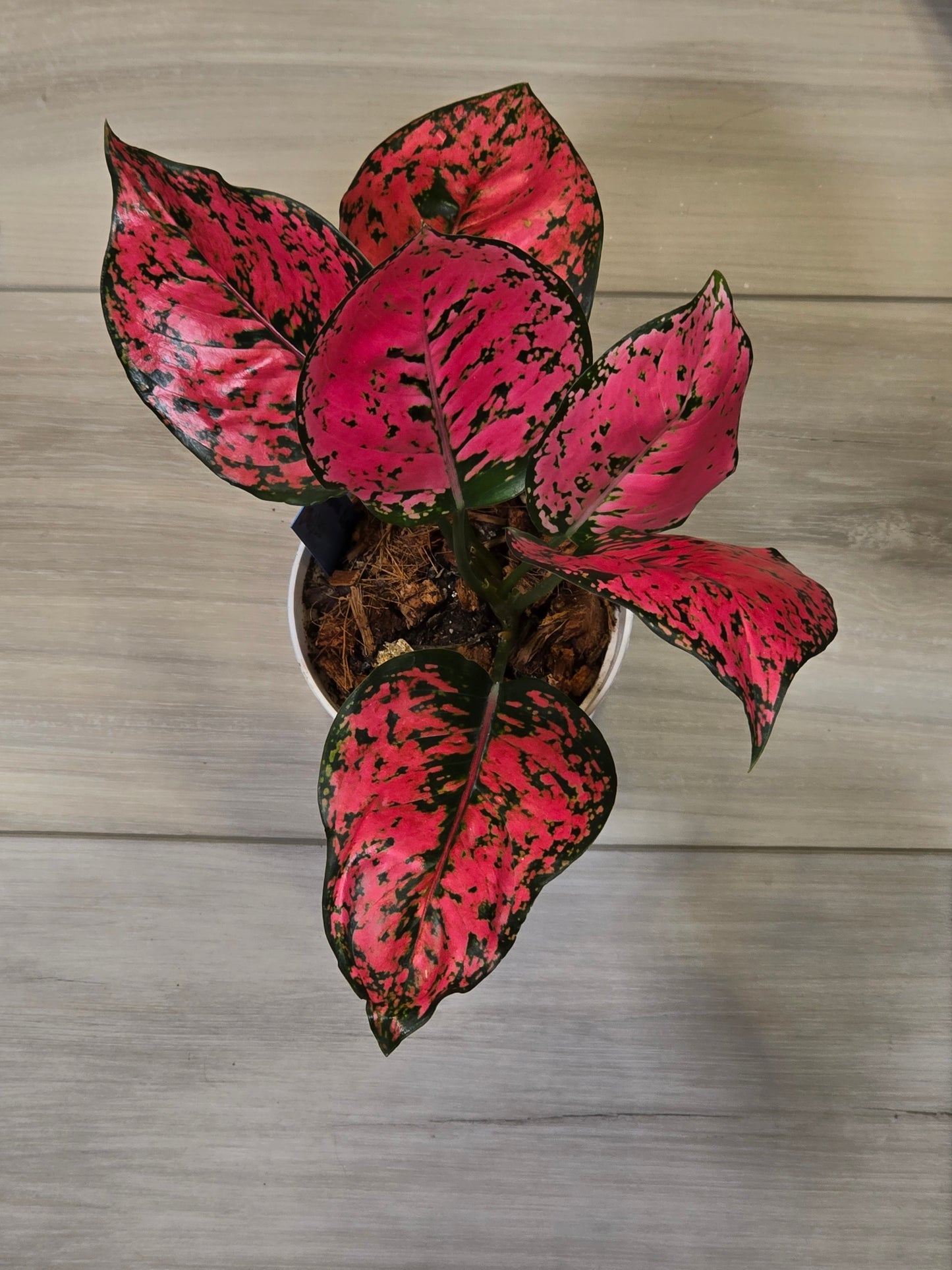 Aglaonema Kamkoon #450