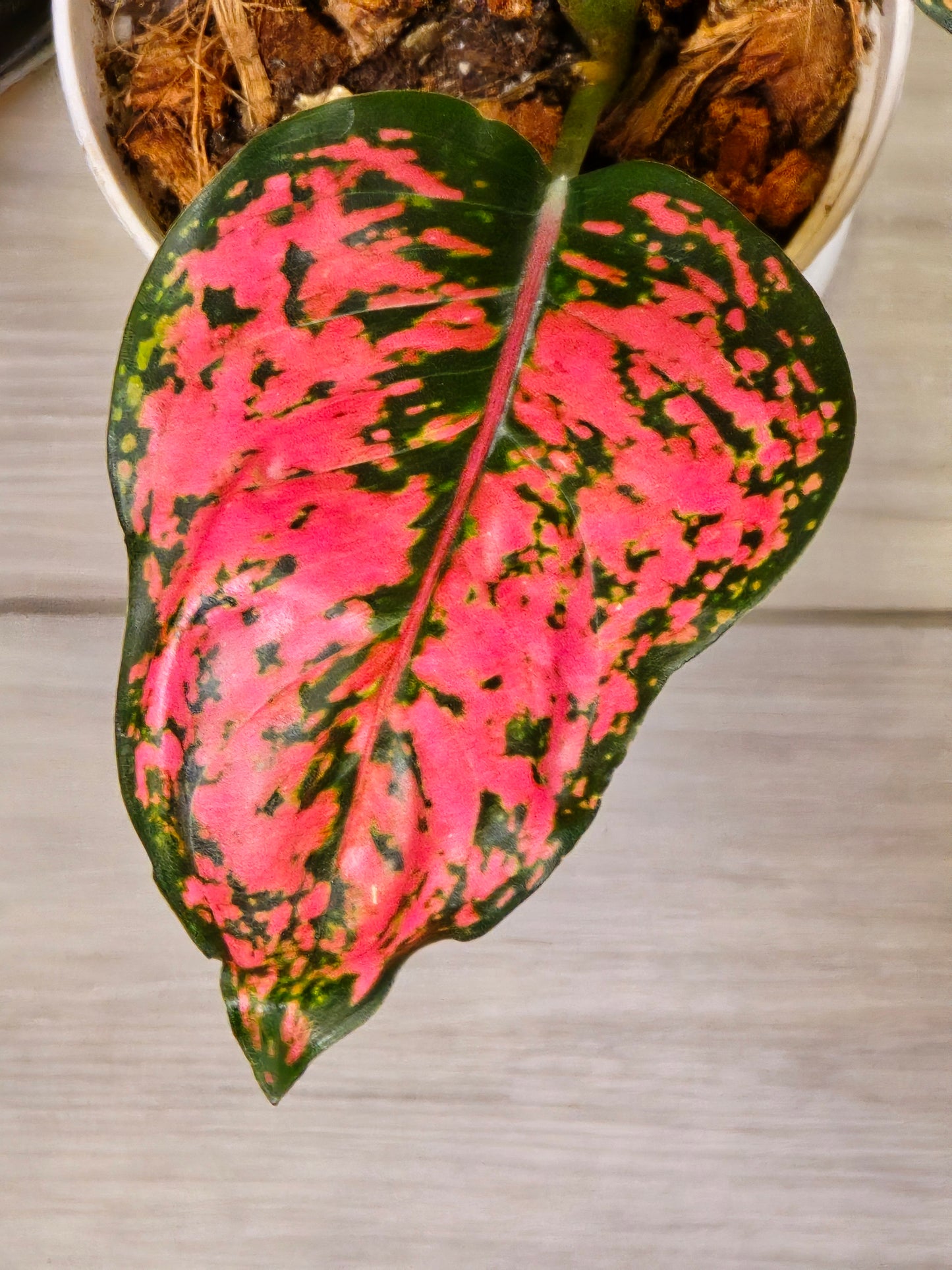 Aglaonema Kamkoon #450