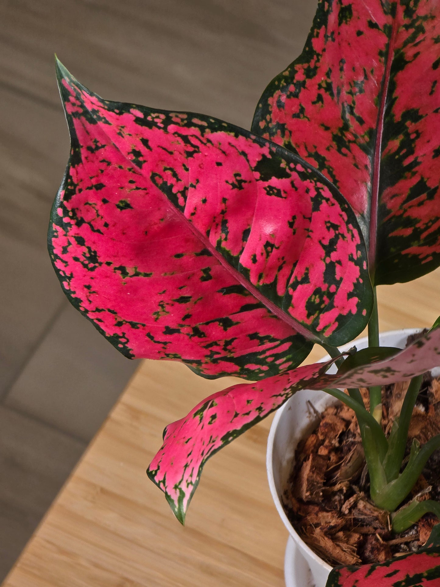 Aglaonema Kamkoon #450