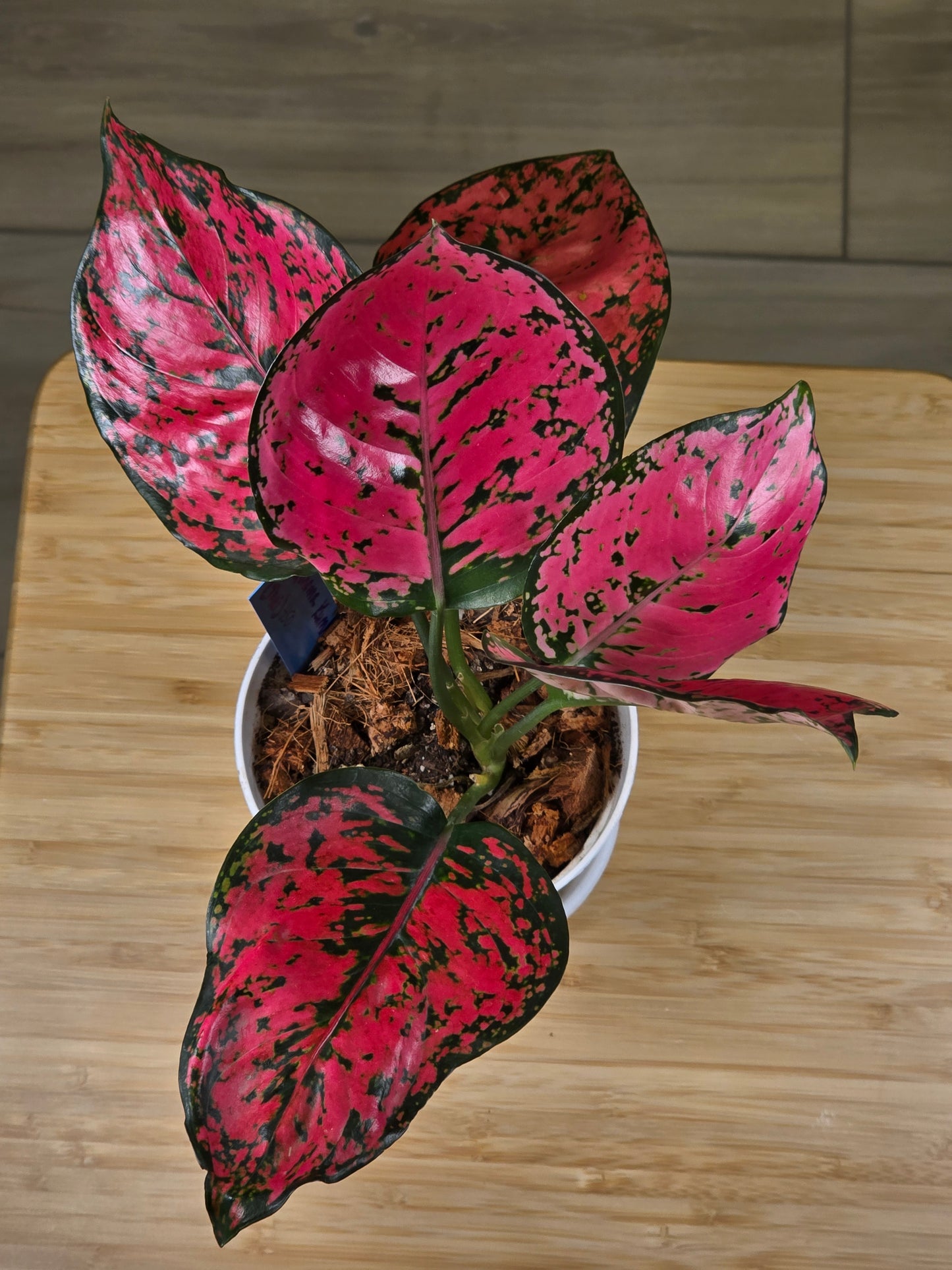 Aglaonema Kamkoon #450