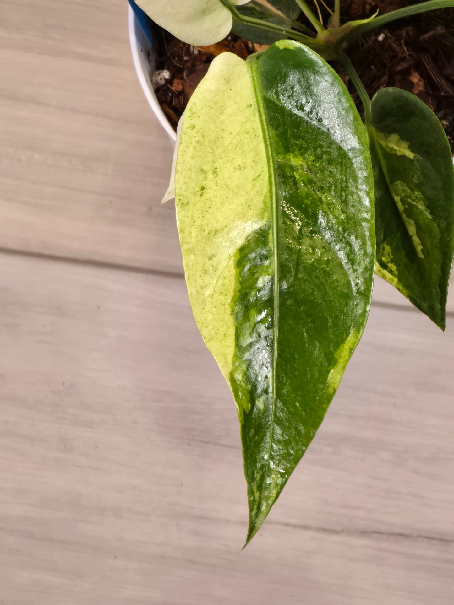 Anthurium Hookeri Variegated #201