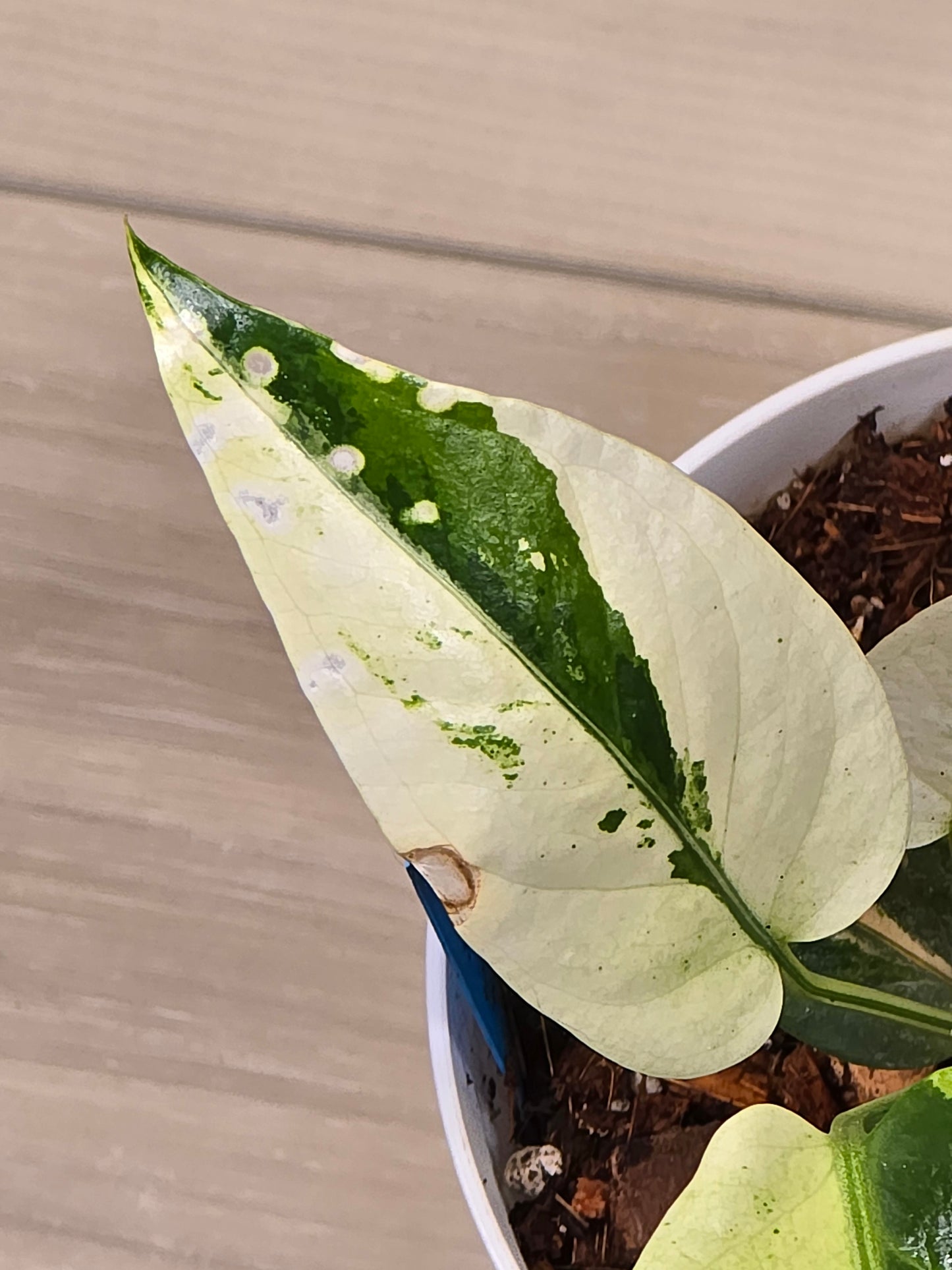 Anthurium Hookeri Variegated #201