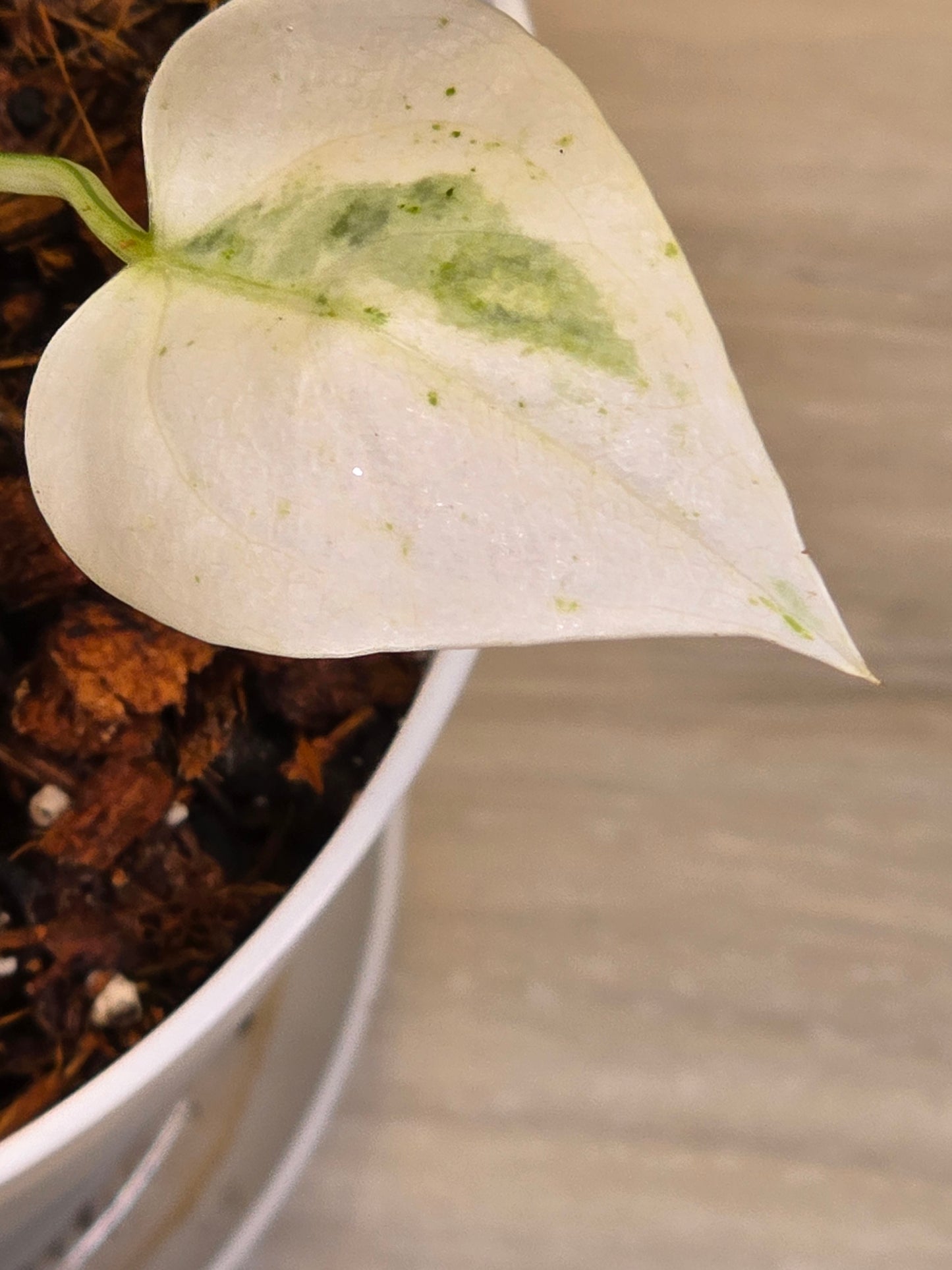 Anthurium Hookeri Variegated #201