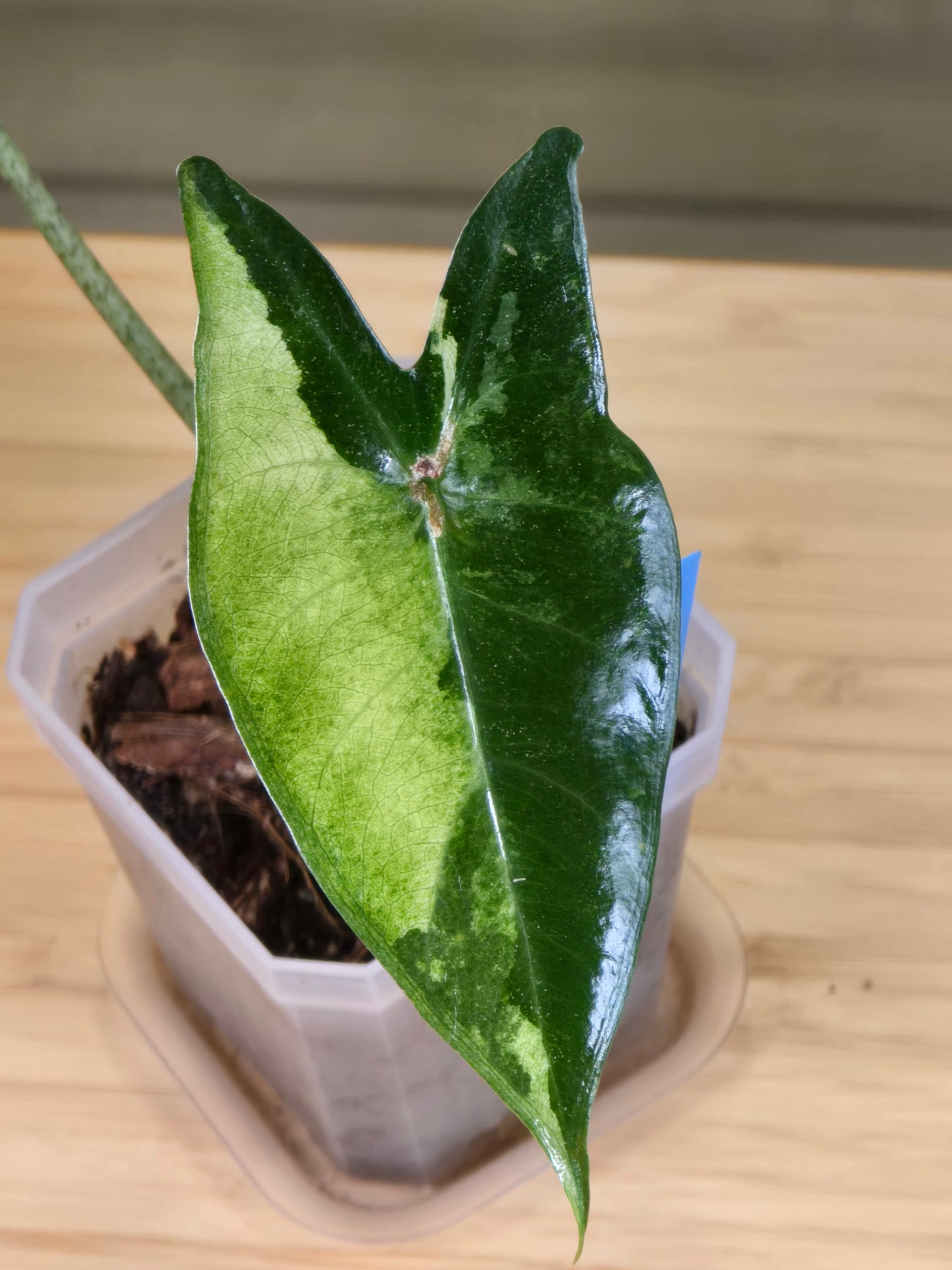 Alocasia Longiloba Albo #383