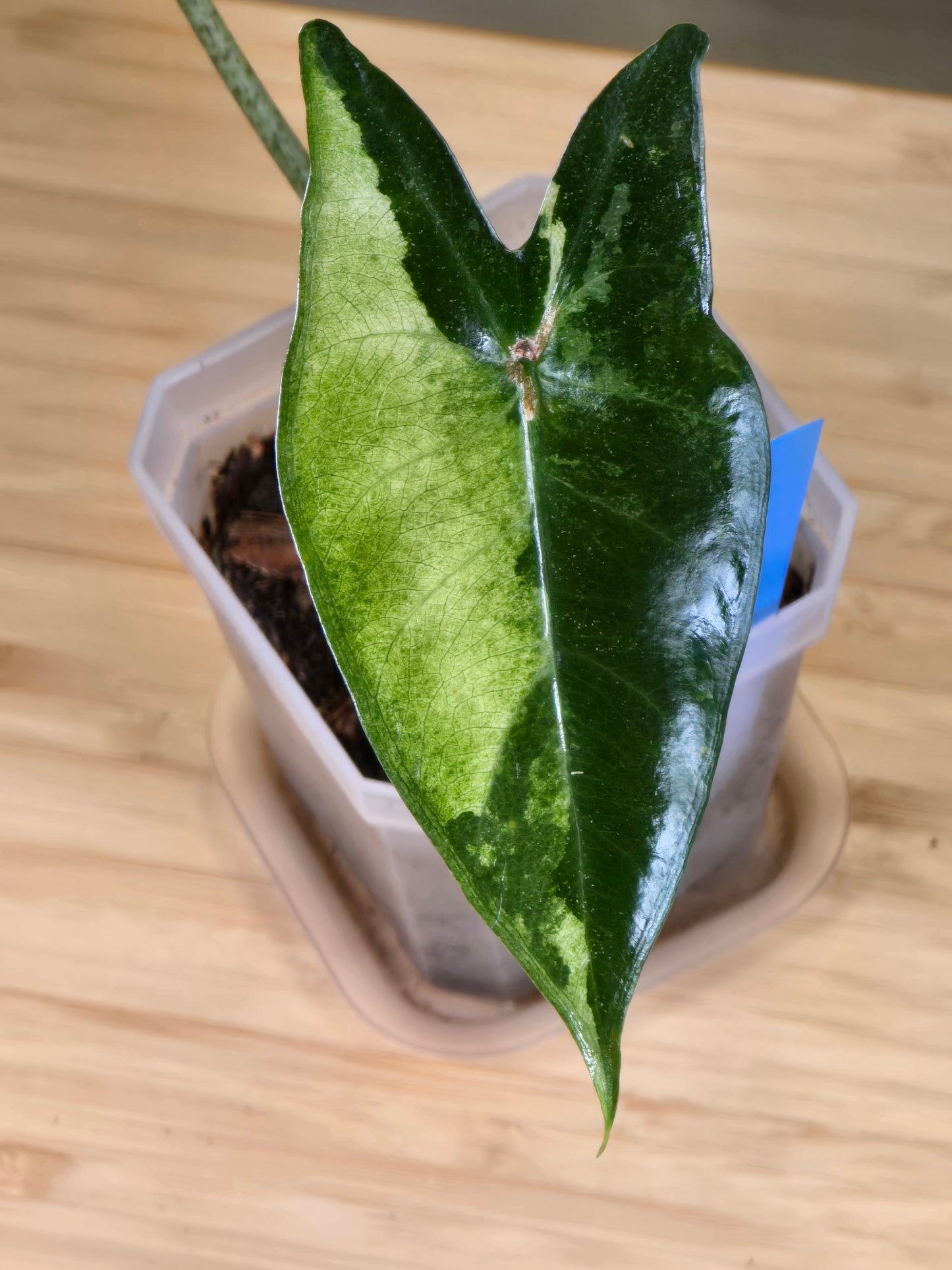 Alocasia Longiloba Albo #383