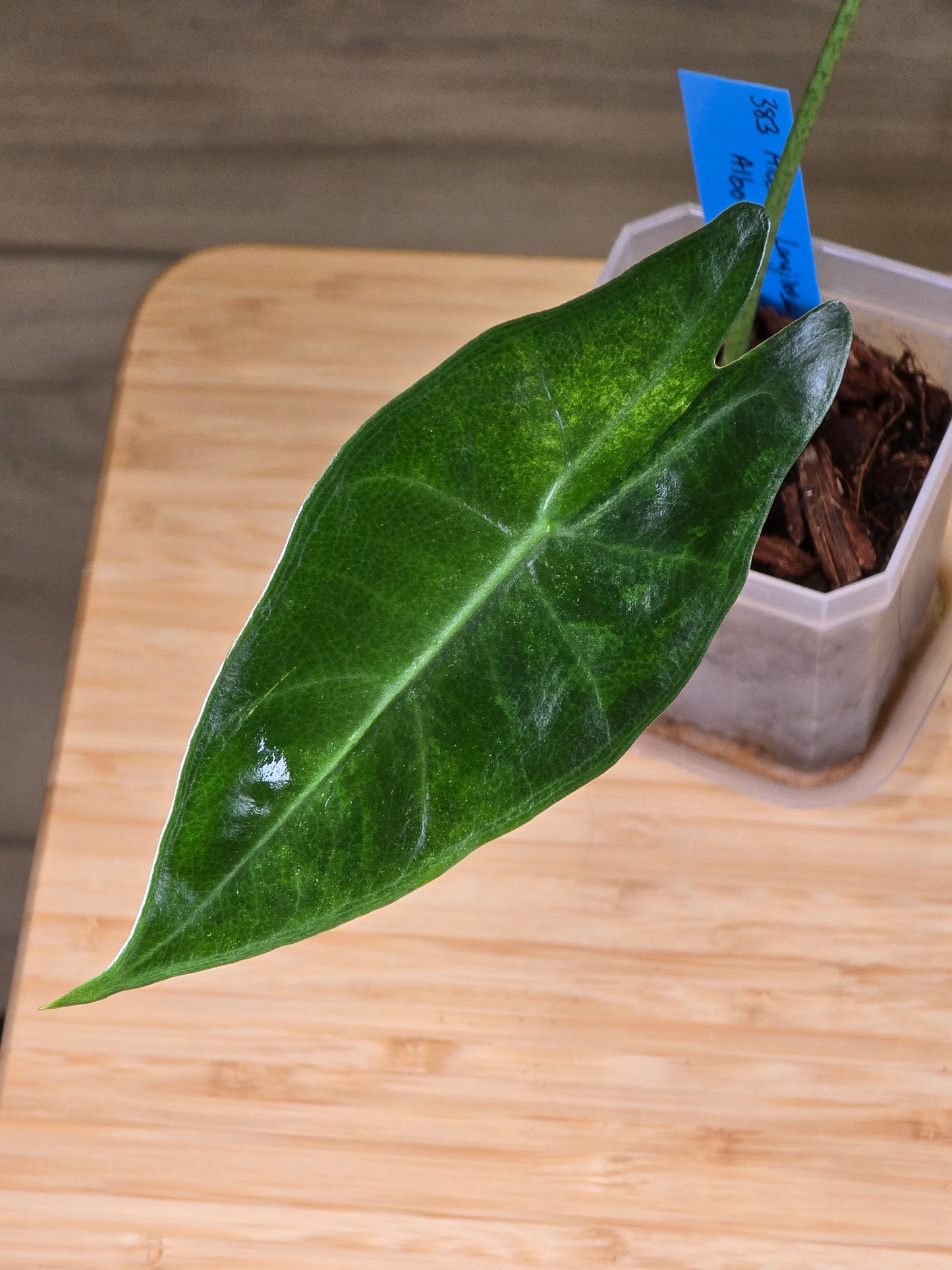 Alocasia Longiloba Albo #383