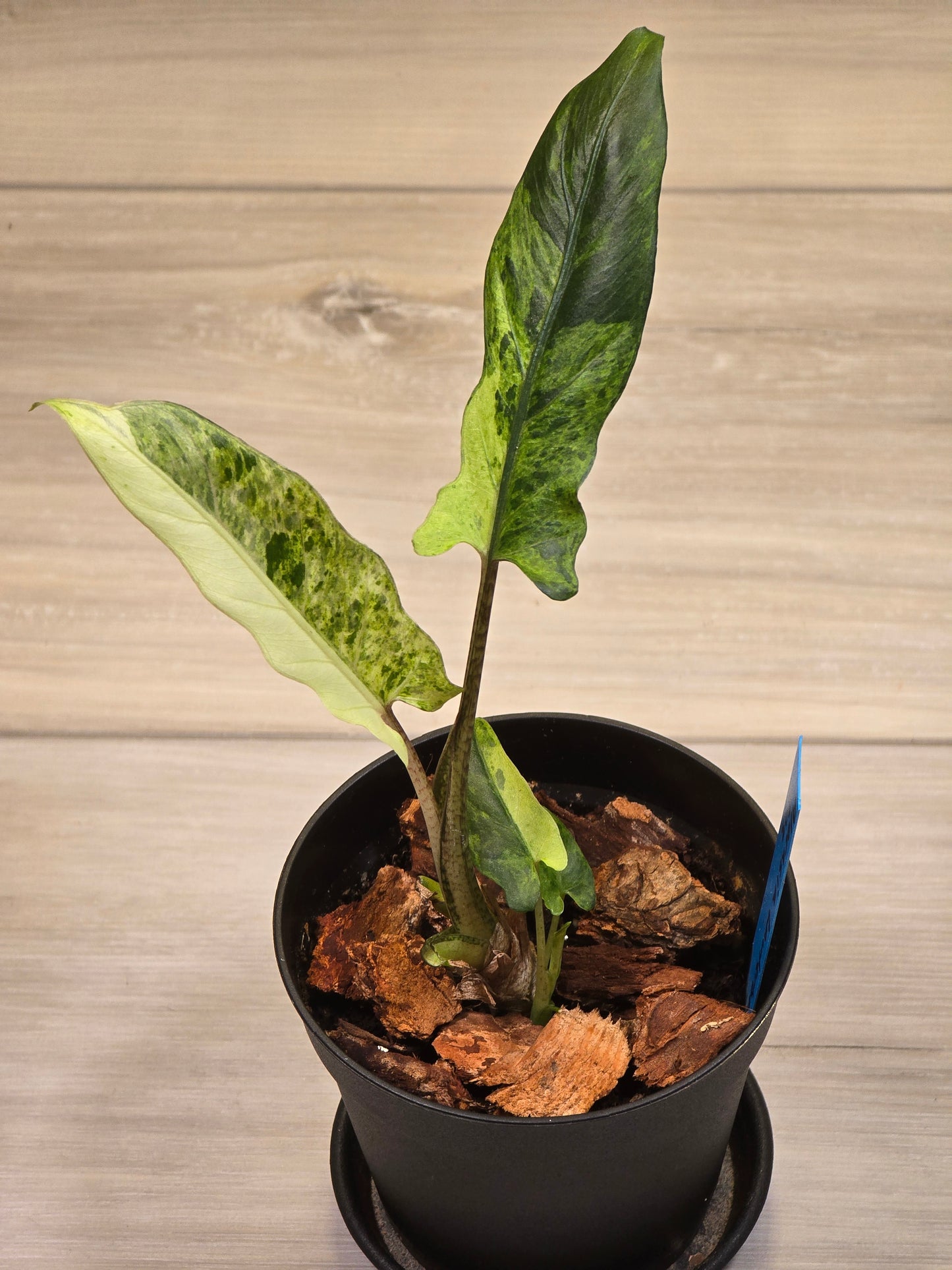 Alocasia Lauterbachiana Variegated #203