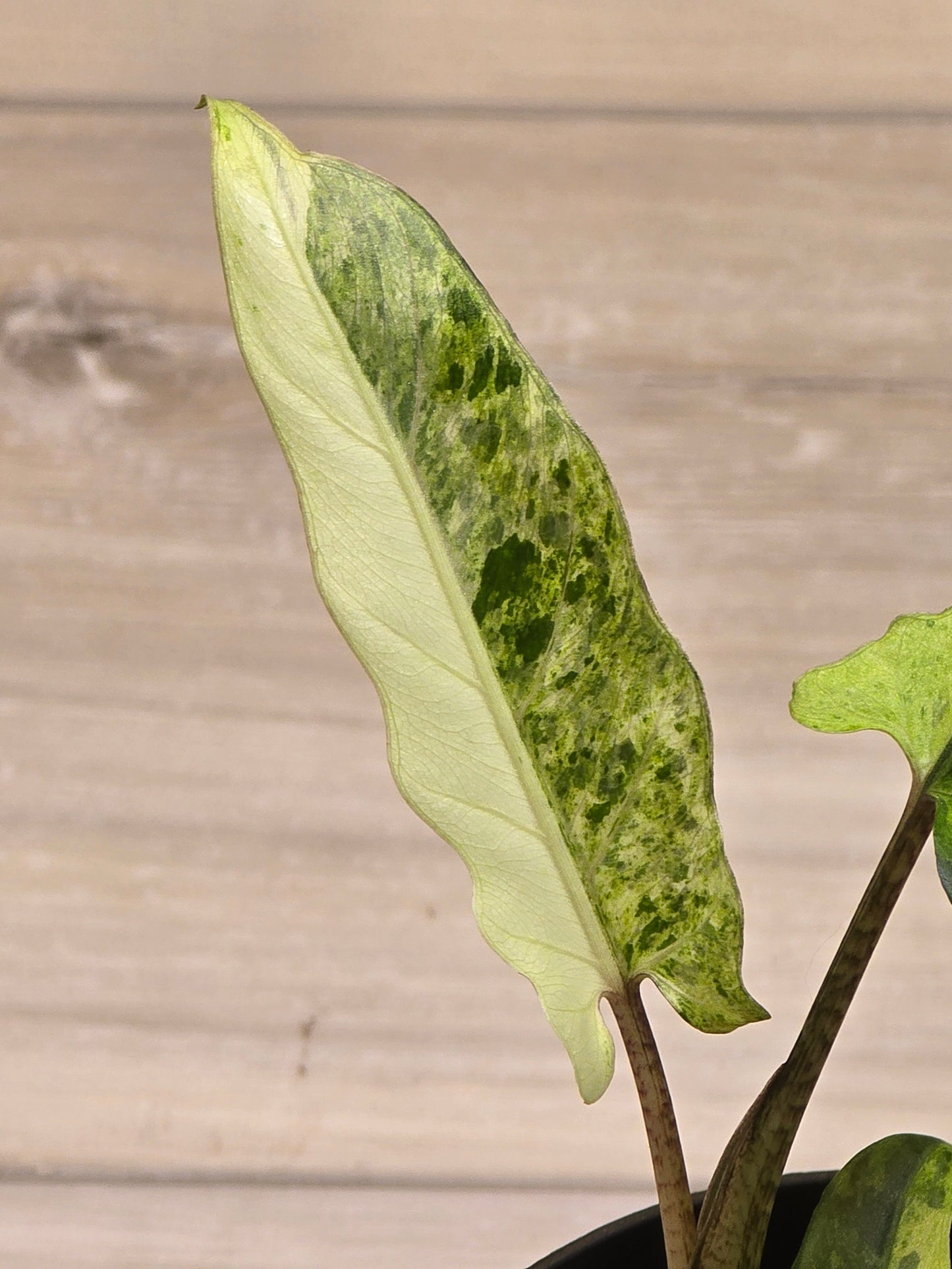 Alocasia Lauterbachiana Variegated #203