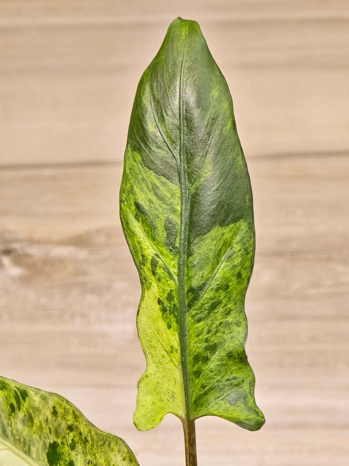 Alocasia Lauterbachiana Variegated #203