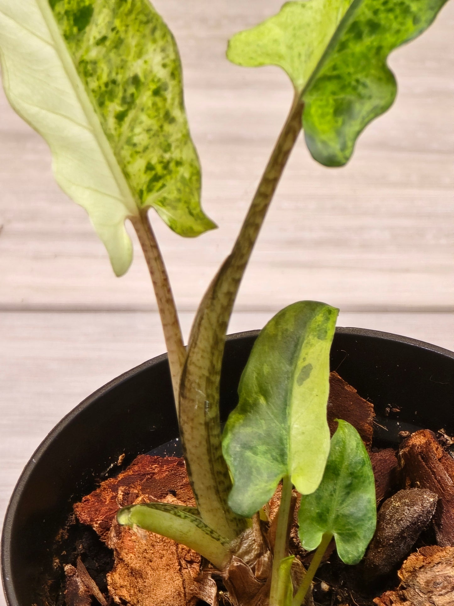 Alocasia Lauterbachiana Variegated #203