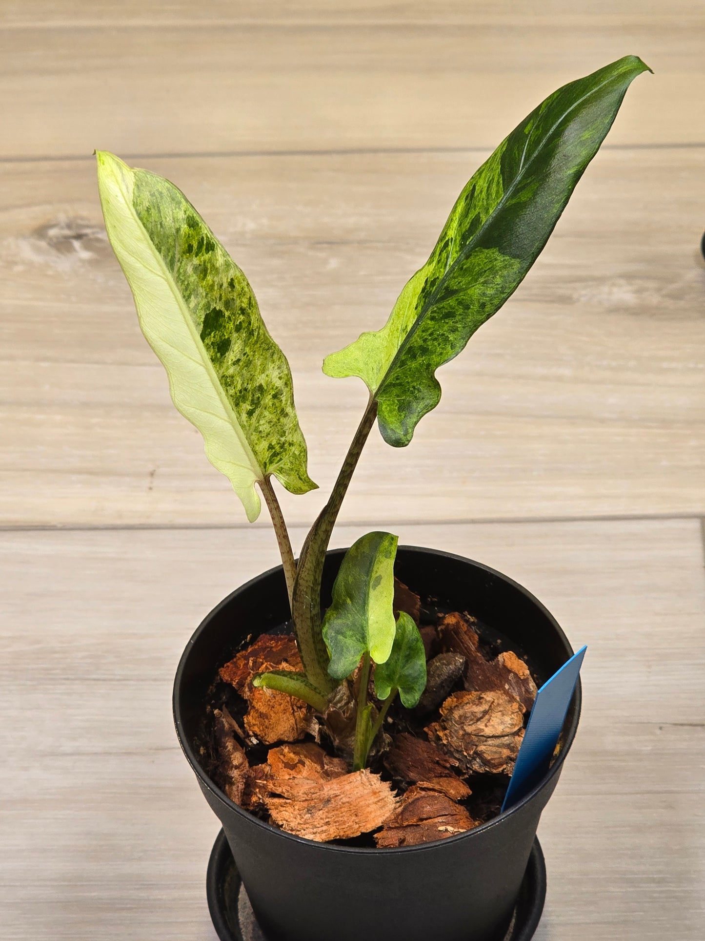 Alocasia Lauterbachiana Variegated #203