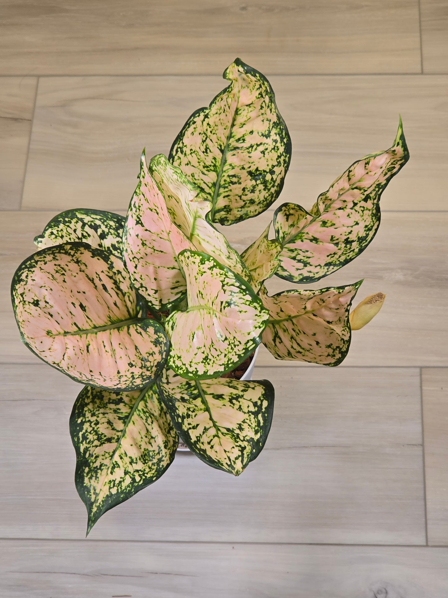 Aglaonema Stardust #389