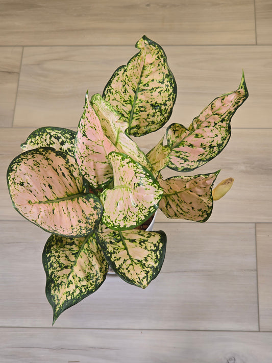 Aglaonema Stardust #389