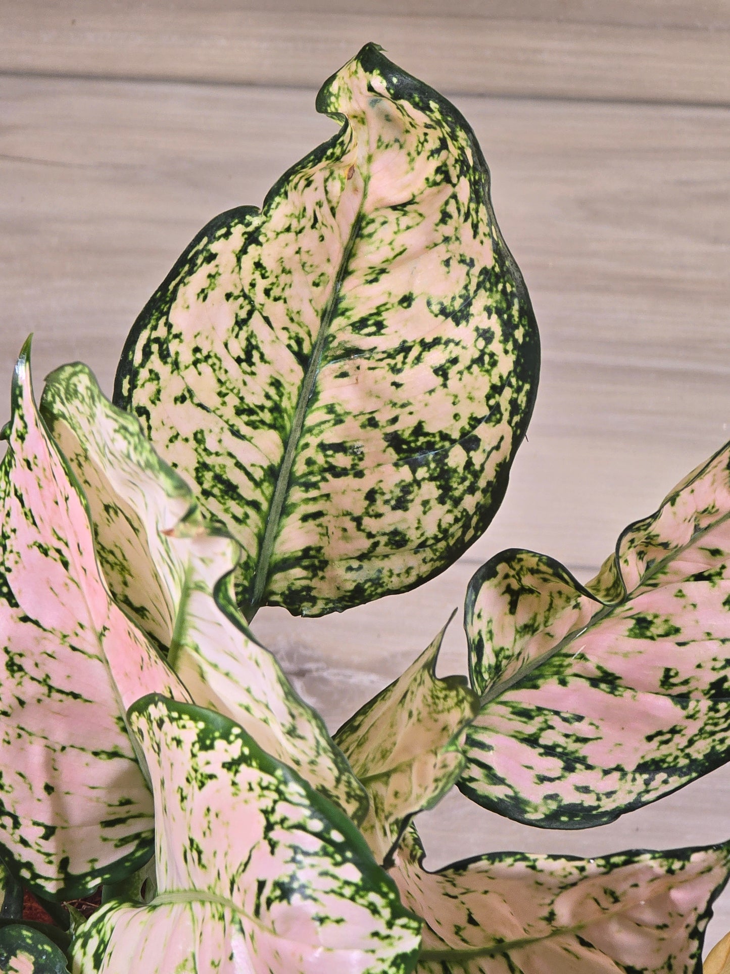 Aglaonema Stardust #389