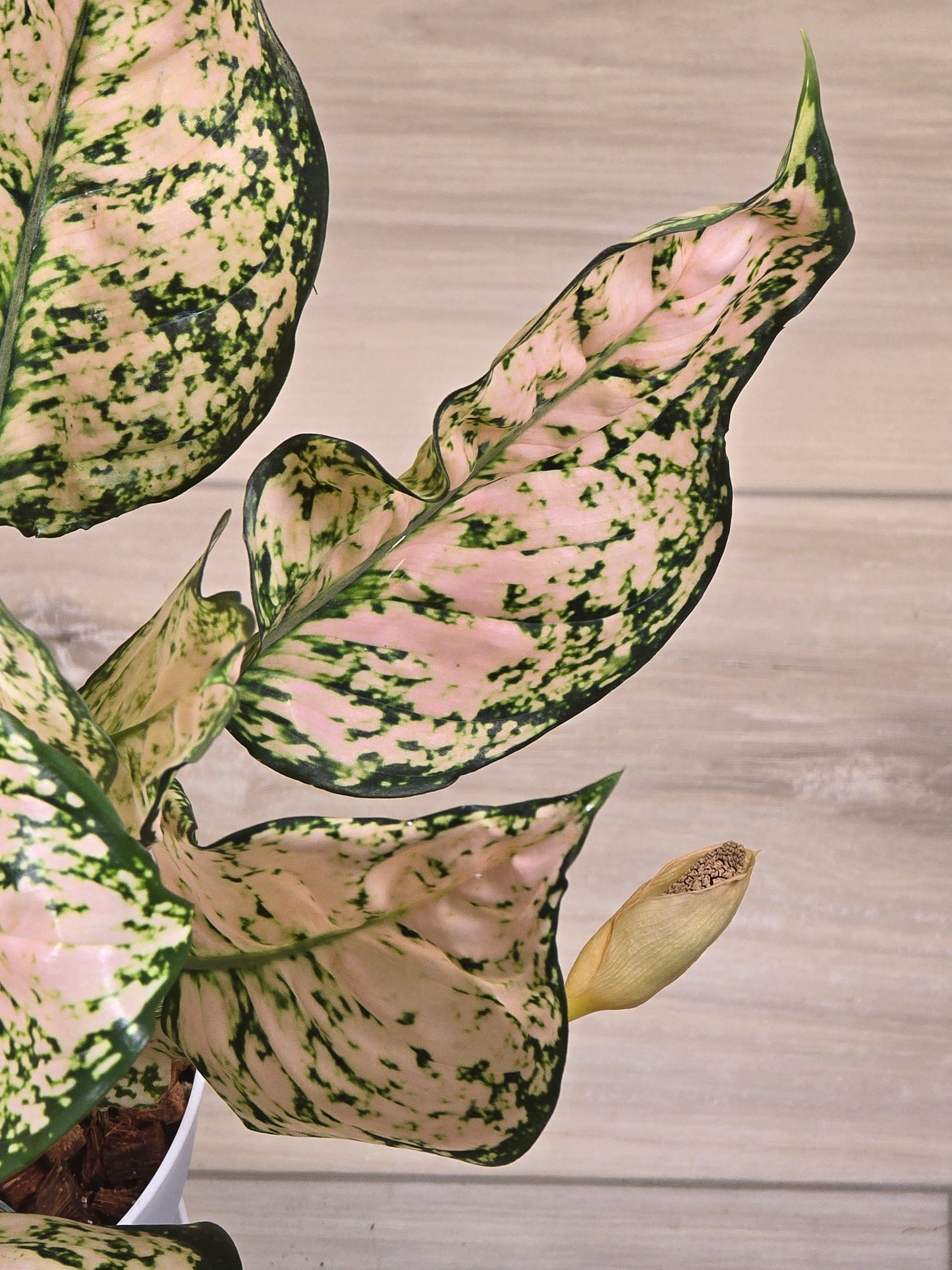 Aglaonema Stardust #389