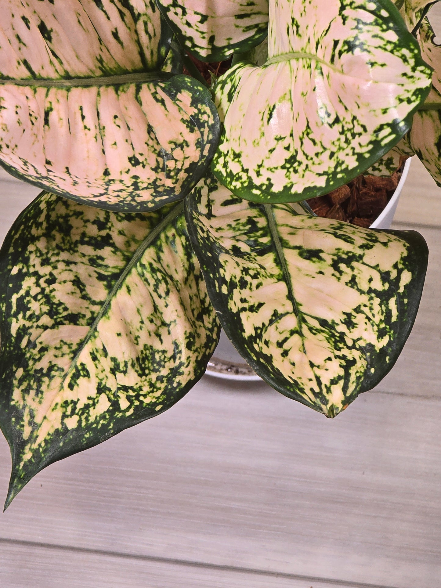 Aglaonema Stardust #389