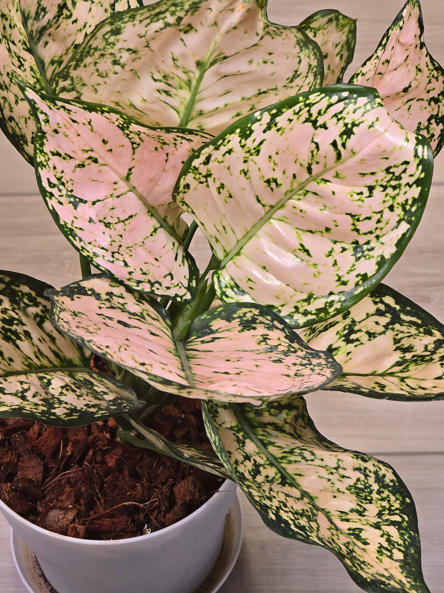 Aglaonema Stardust #389