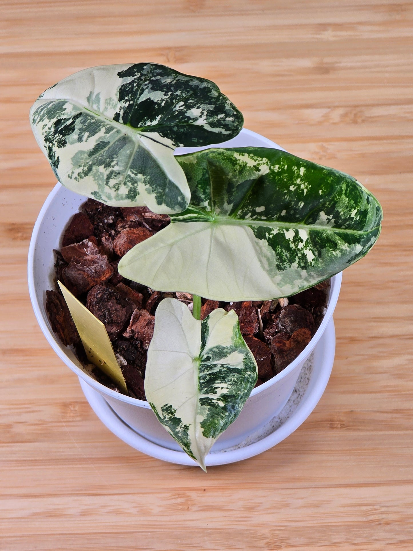 Alocasia Frydek Variegated #356