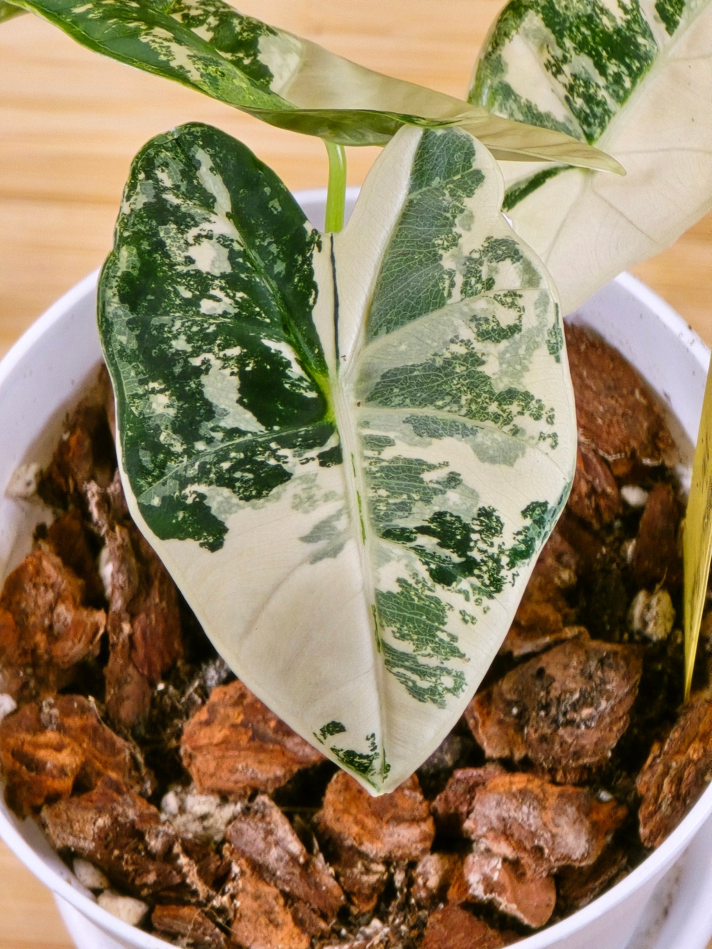 Alocasia Frydek Variegated #356