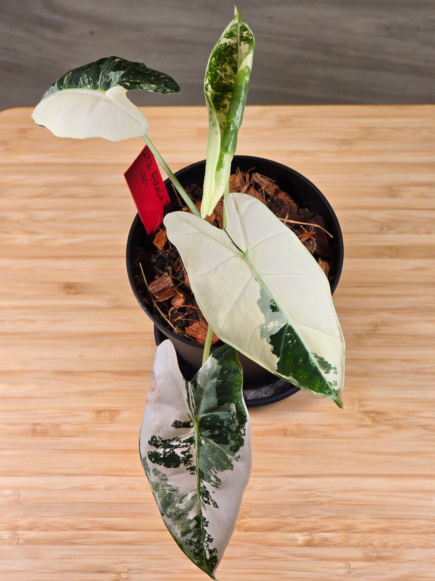 Alocasia Frydek Variegated #282