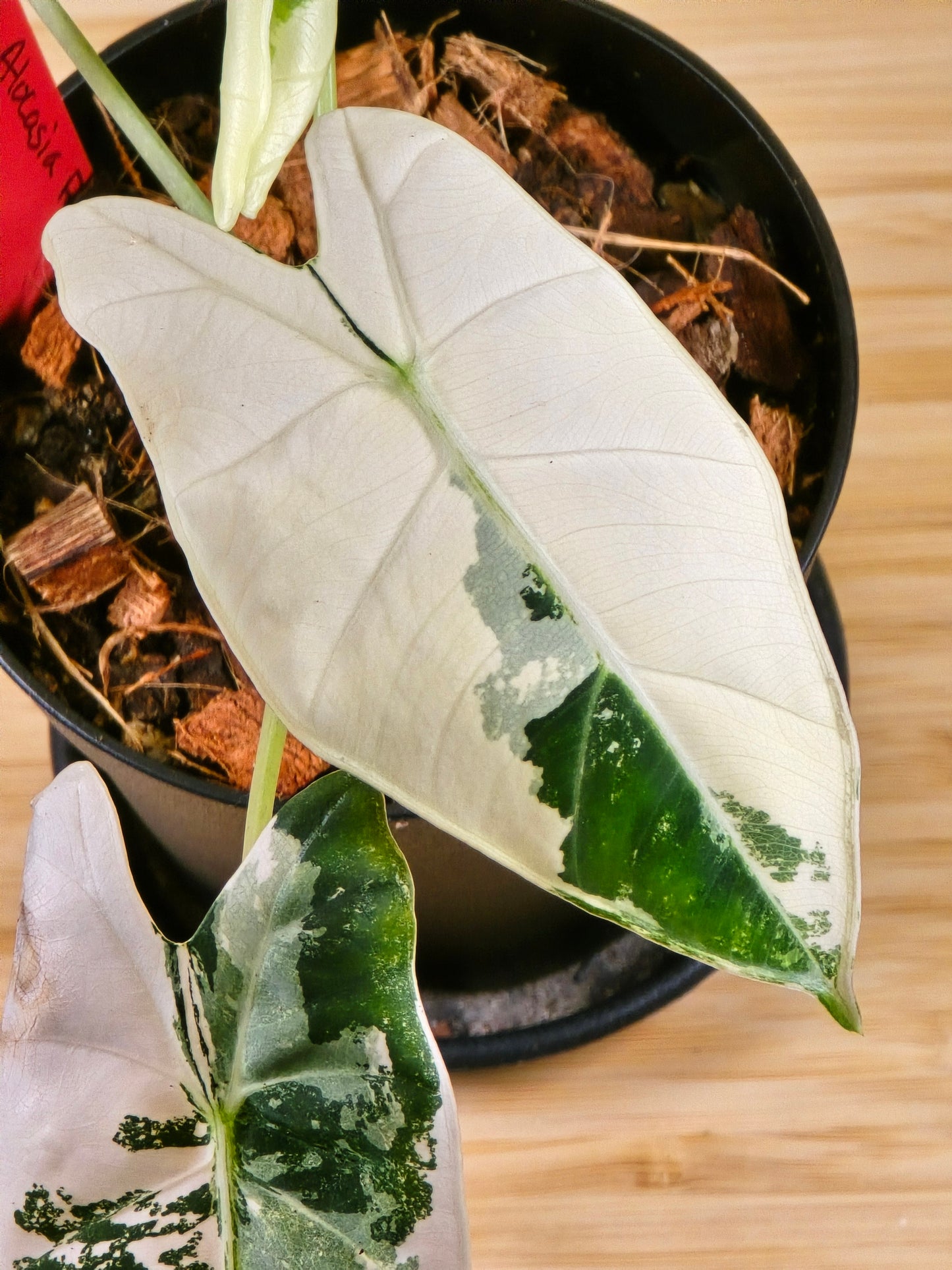 Alocasia Frydek Variegated #282